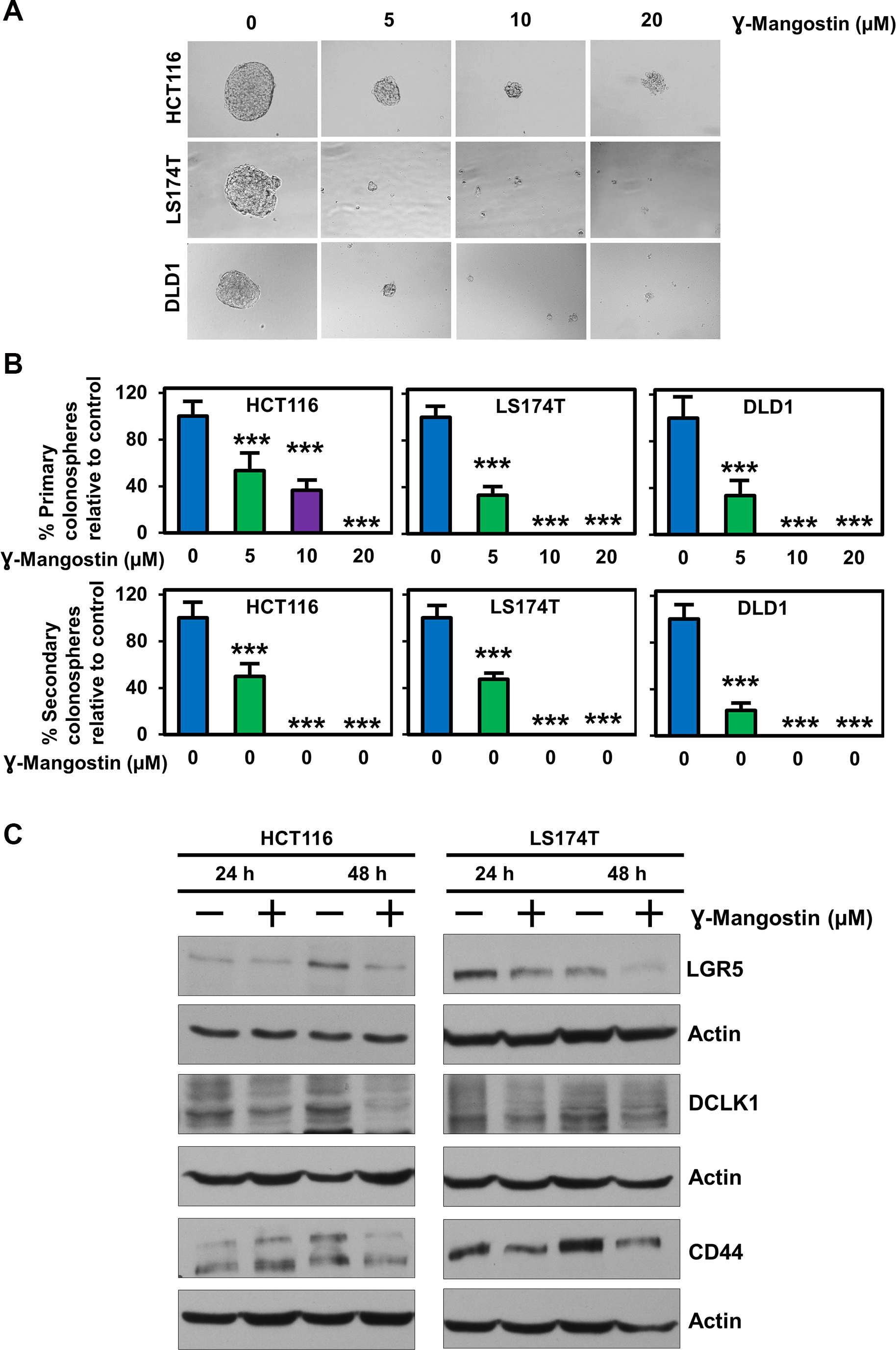 γ-Mangostin inhibits colonosphere formation and stem cell marker expression