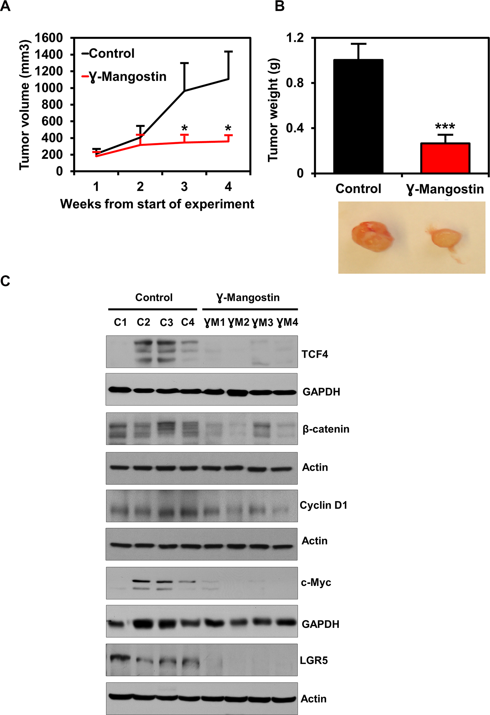 γ-Mangostin inhibits tumor xenograft growth