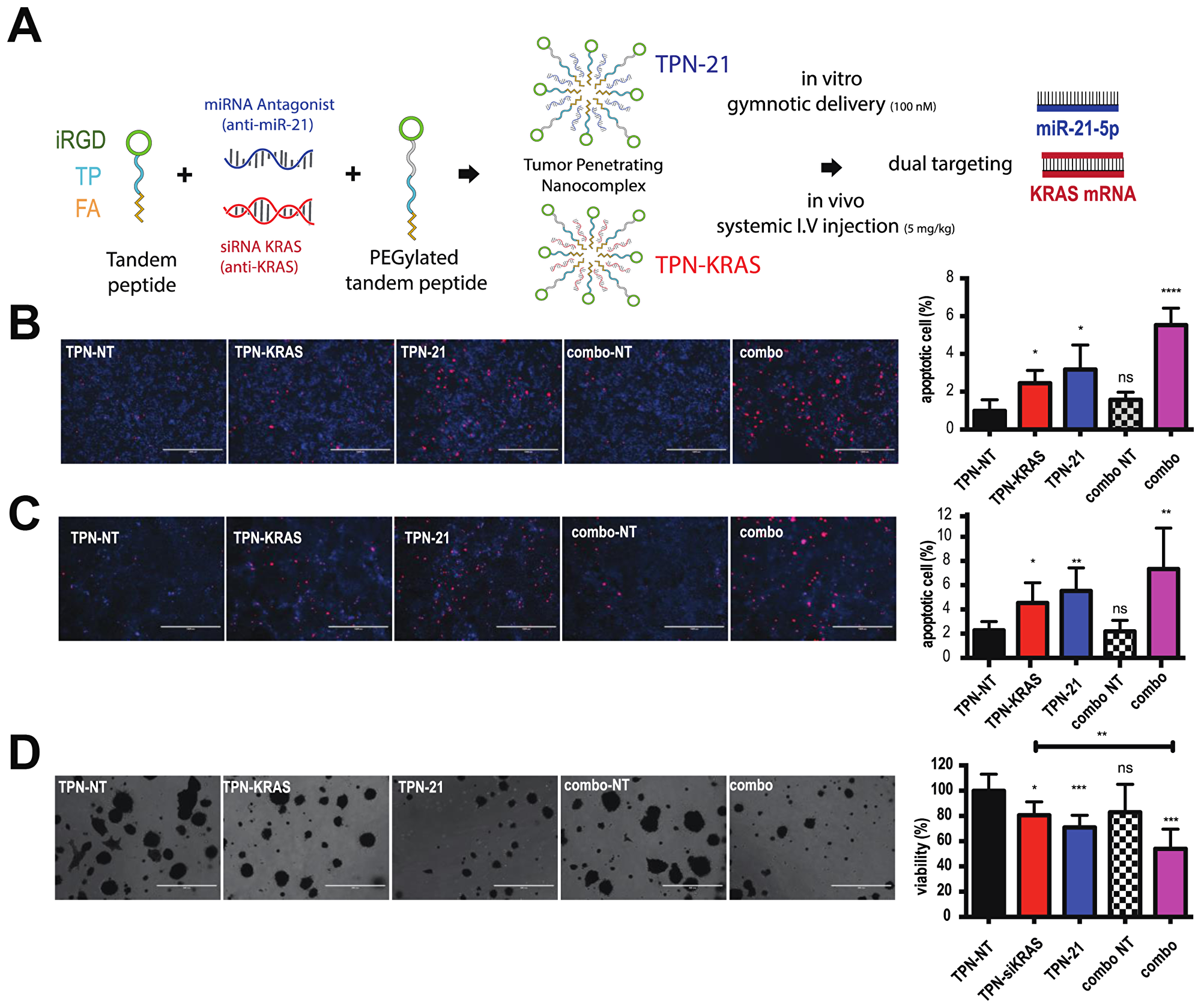 Combining antimiR-21 and si-KRAS increases apoptosis and enhances the anti-proliferative effect in PDAC cells and organoids