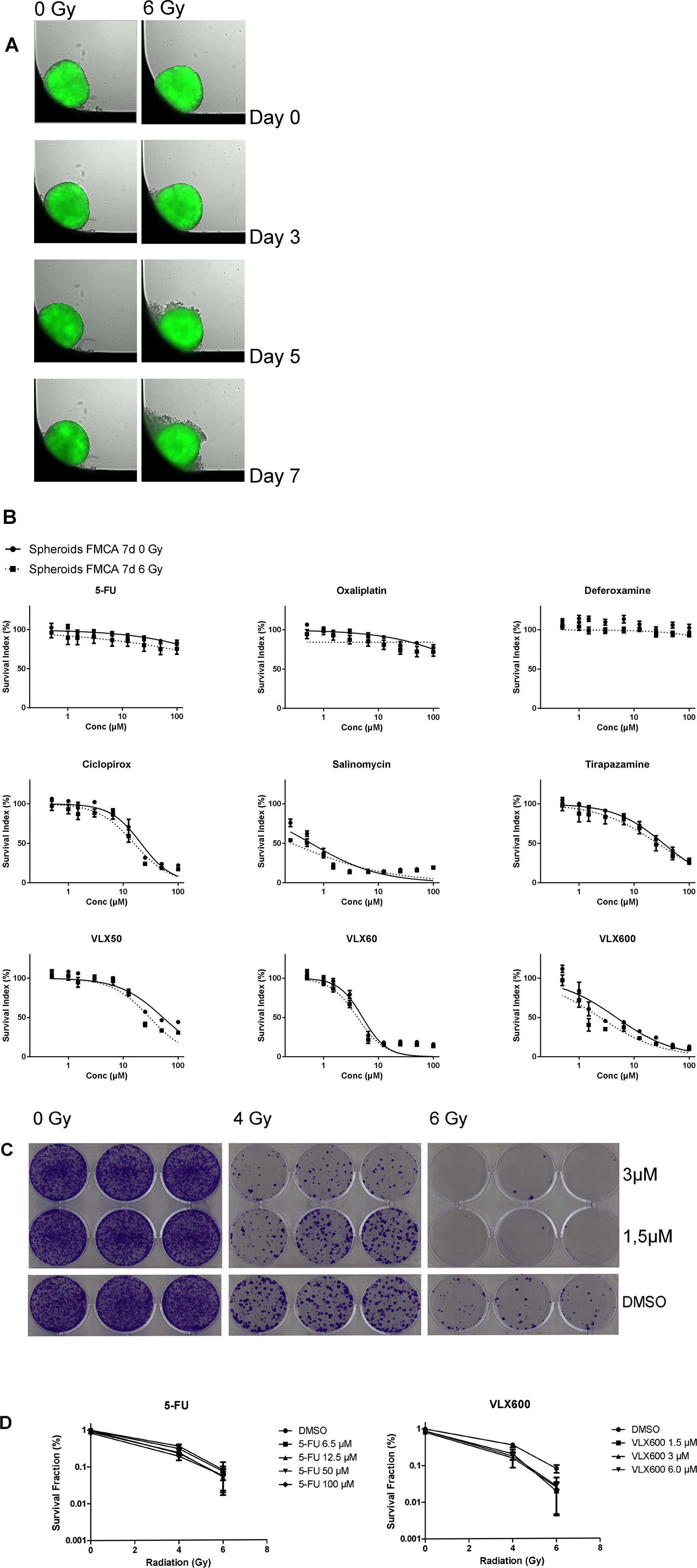 (A) HCT116 GFP cells cultured as spheroids for 7 days, irradiated day 0 and then analyzed. Control spheroids (left column) vs irradiated spheroids (right column). The spheroids were typically 400–500 μm in diameter at day 0. (B) Cell survival in the FMCA assay, expressed as SI of HCT116 GFP cells cultured as spheroids for 7 days, then incubated with drugs for 7 days with irradiation (6 Gy) at 4–6 h after addition of drug. Mean ± SEM based on 3–7 independent experiments, with duplicate wells for each drug concentration. (C) Clonogenic assay with VLX600, shown as growth of HCT116 GFP cells cultured as spheroids for 7 days, then irradiated (6 Gy) 4–6 h after drug addition and 20 h later dissociated into single cells, transferred to 6-well plates and incubated for 10 days. Triplicate wells for each drug concentration. (D) Cell survival in the clonogenic assay, expressed as survival fraction of HCT116 GFP cells cultured as spheroids for 7 days, then irradiated (6 Gy) 4–6 h after drug addition and 20 h later dissociated into single cells, transferred to 6-well plates and incubated for 10 days. Mean ± SEM based on 2–3 independent experiments, with triplicate wells for each drug concentration.