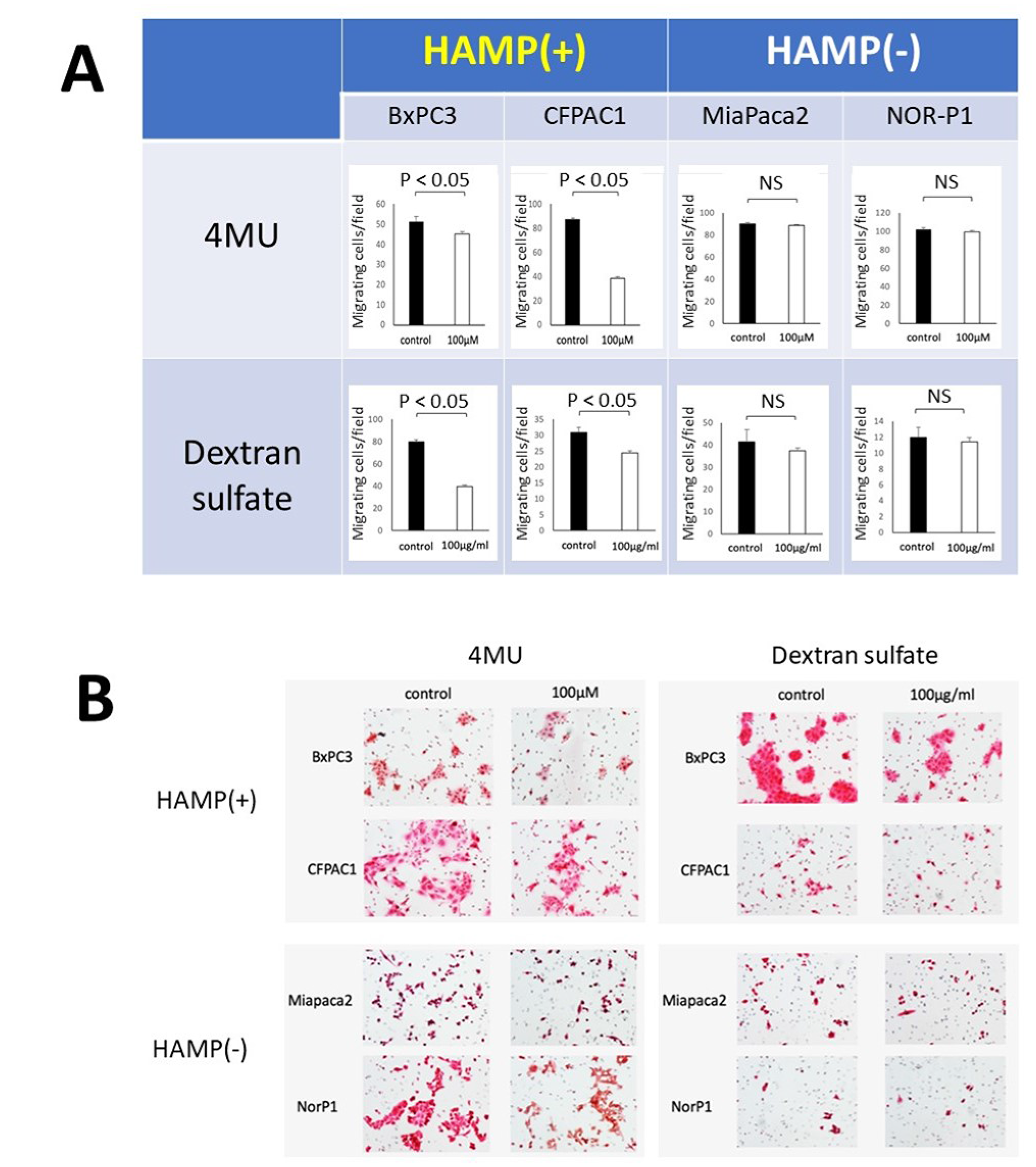 Responses of PDAC cell lines with different HAMP status to inhibitors of HA synthesis (4-MU) or degradation (dextran sulfate)