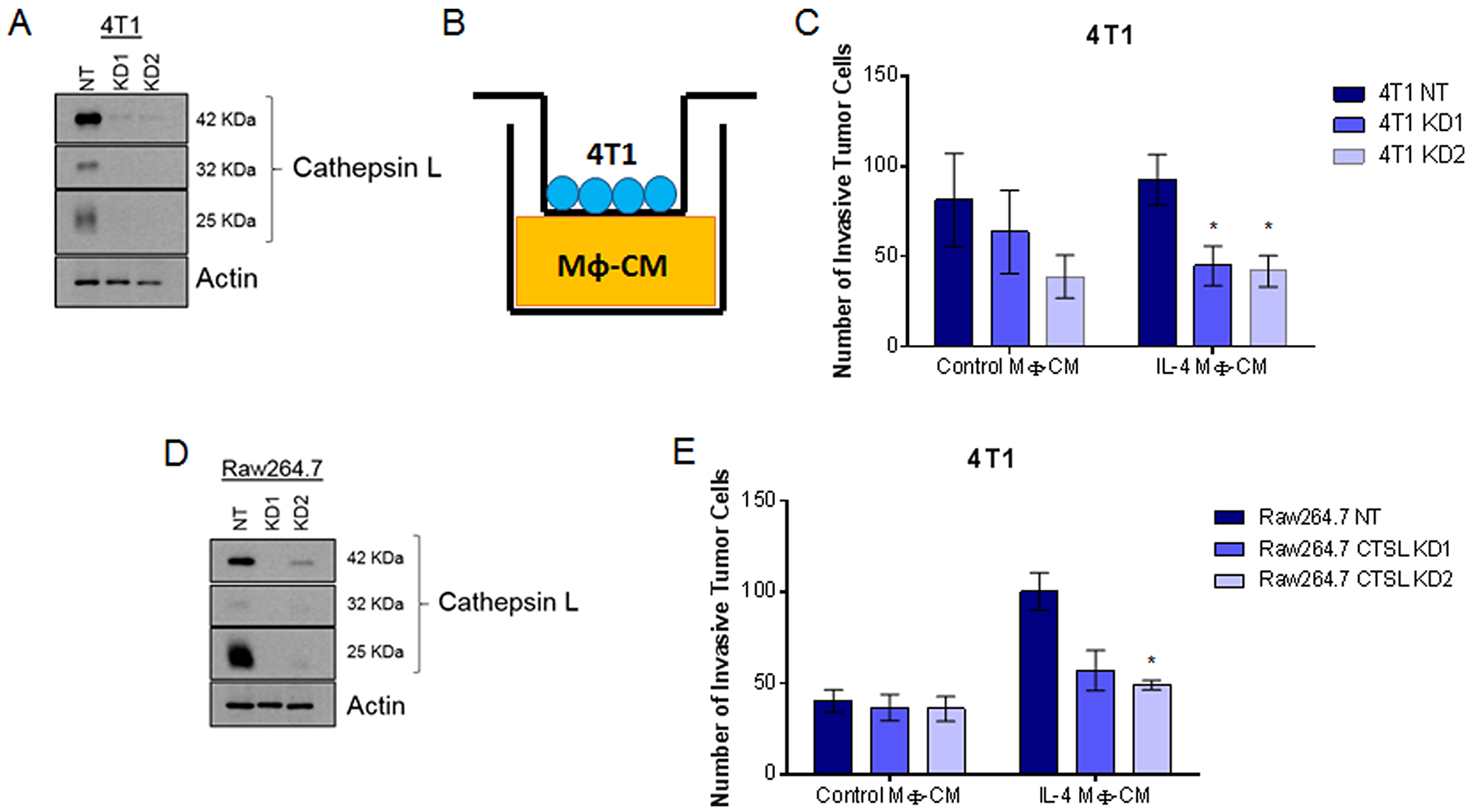 Cathepsin L knockdown in either the tumor cell or macrophage population reduces neoplastic cell invasion