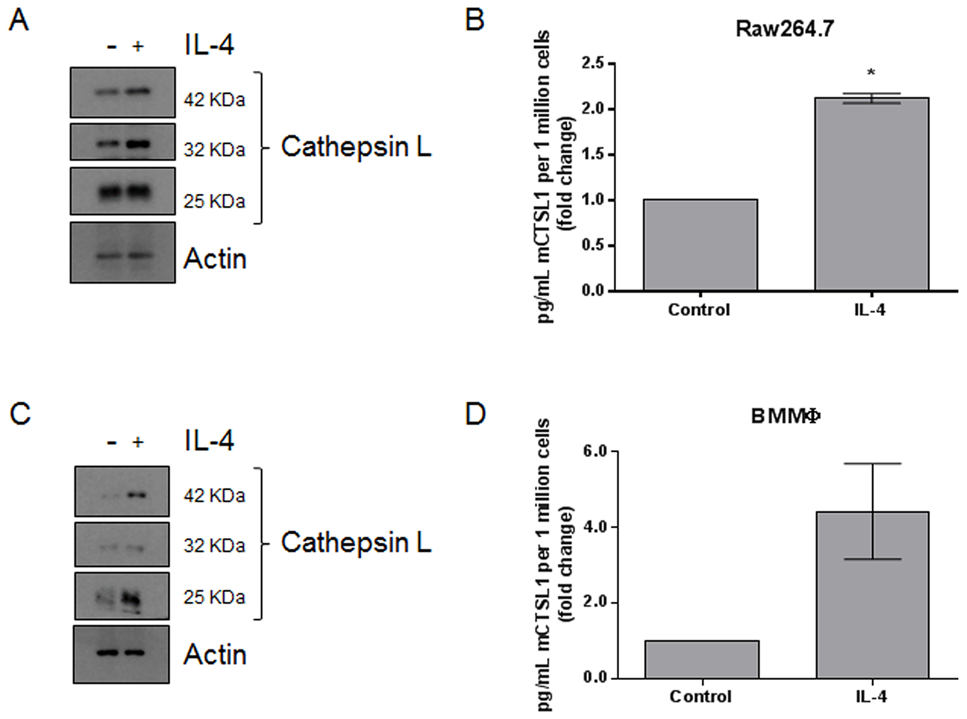 IL-4 upregulates the expression and secretion of cathepsin L from macrophages