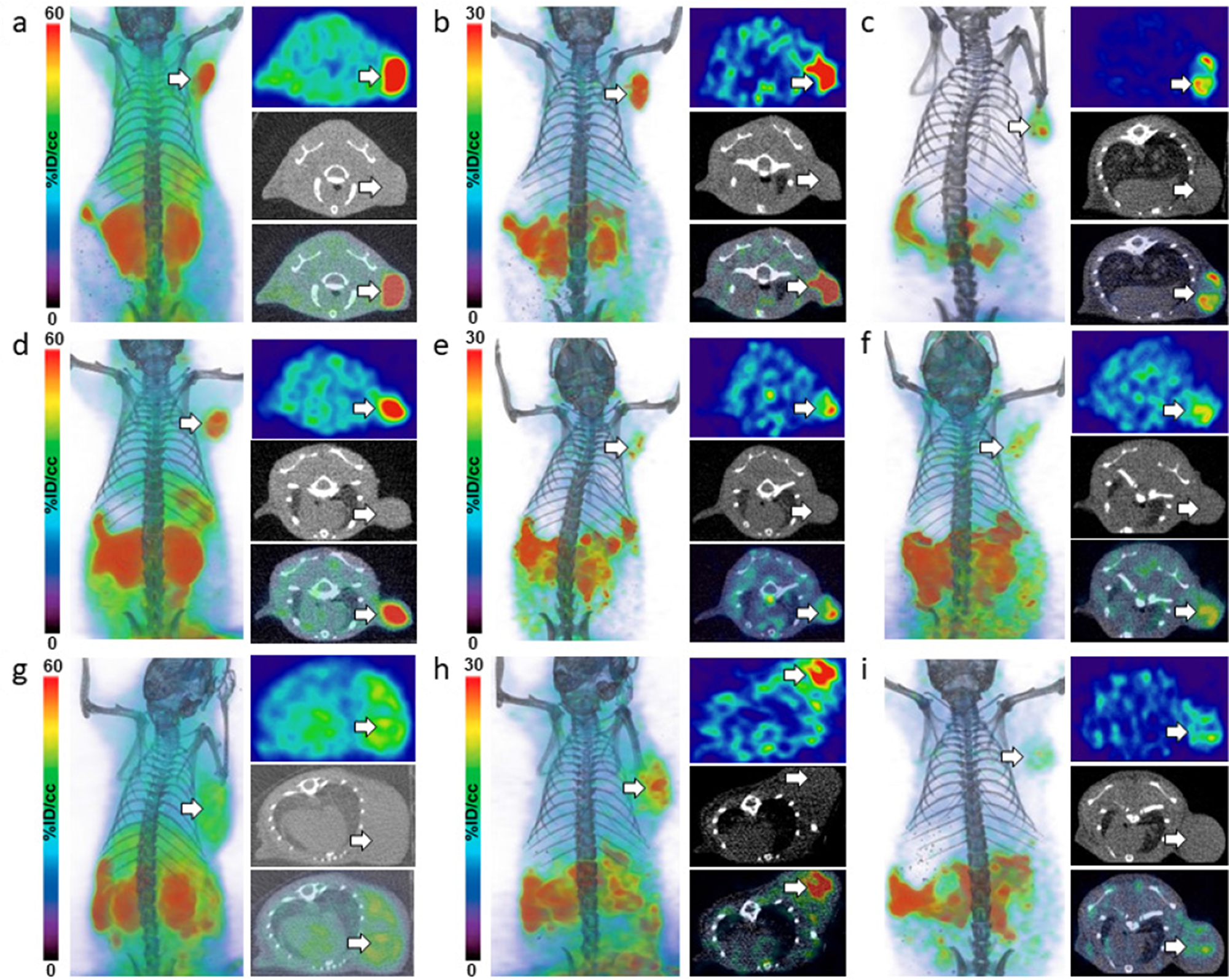 In vivo imaging of L-[18F]FDOPA in NET mice
