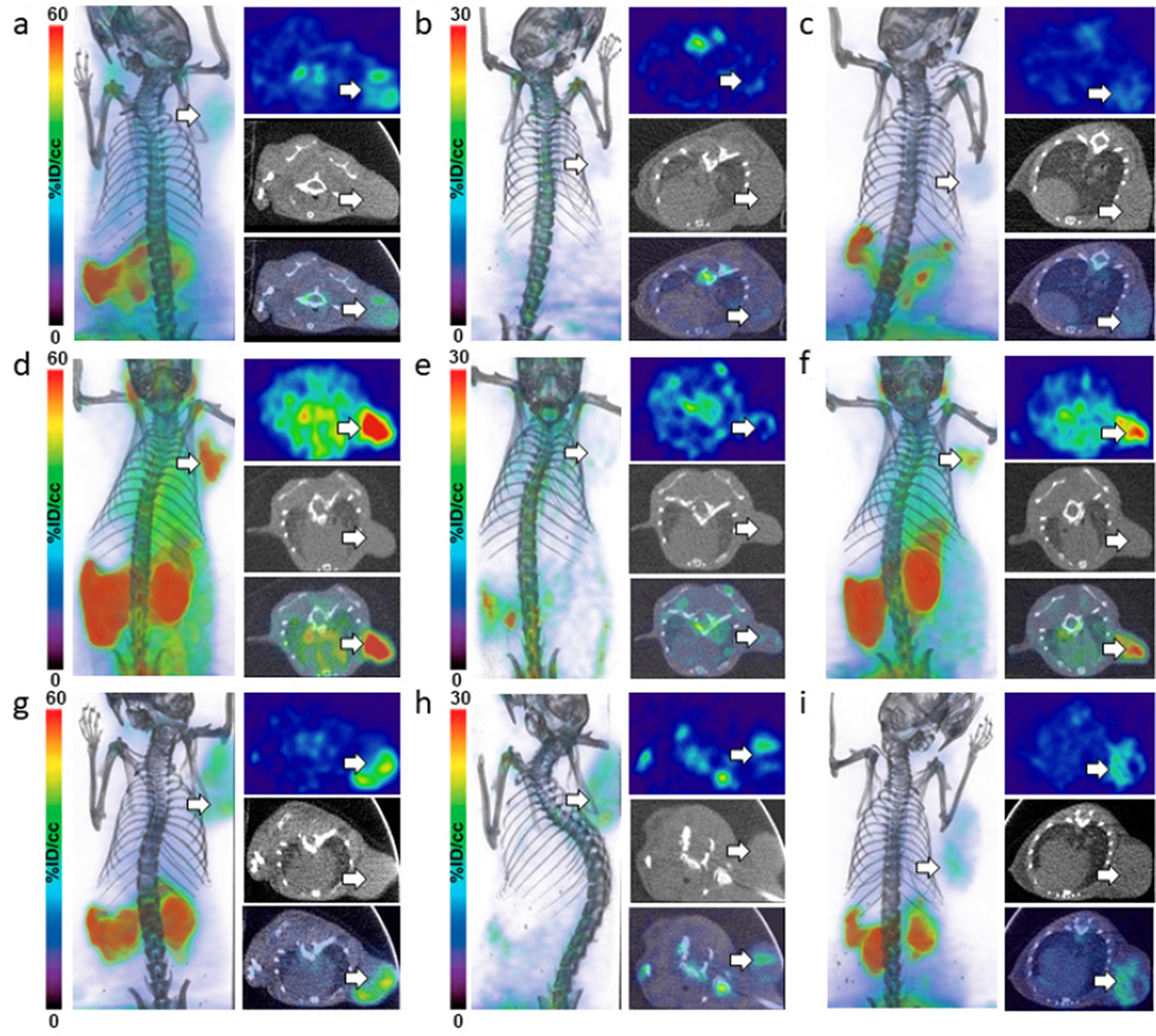 In vivo imaging of D-[18F]FDOPA in NET mice