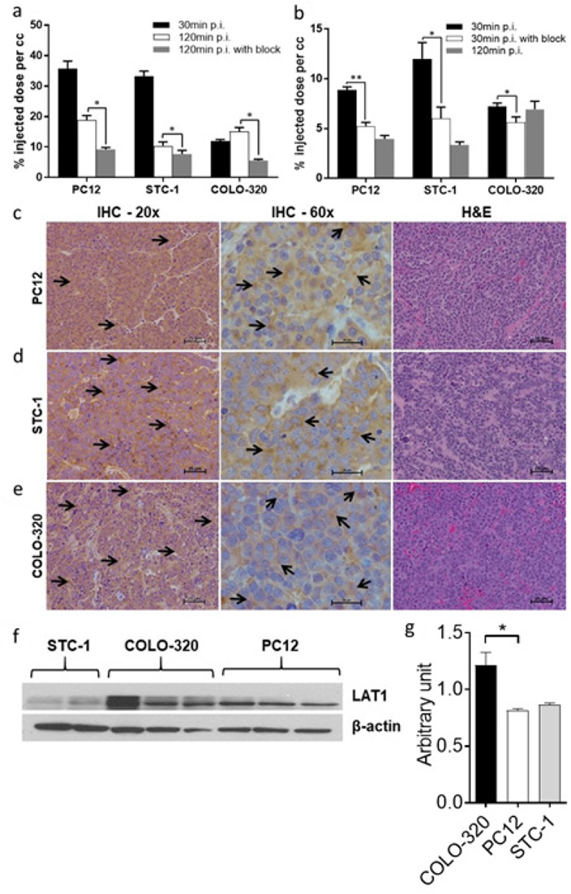 Analysis of PET images and excised tumor tissues