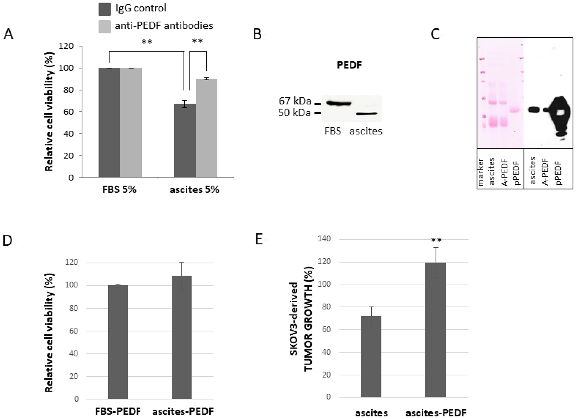 Effect of PEDF from malignant ascites on viability of SKOV3 cells