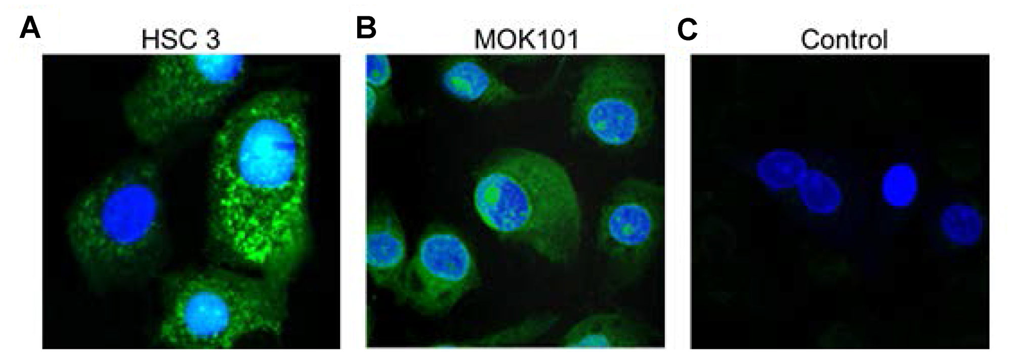 Confocal images of LLY13 peptide-dye conjugates taken up by live cells in culture