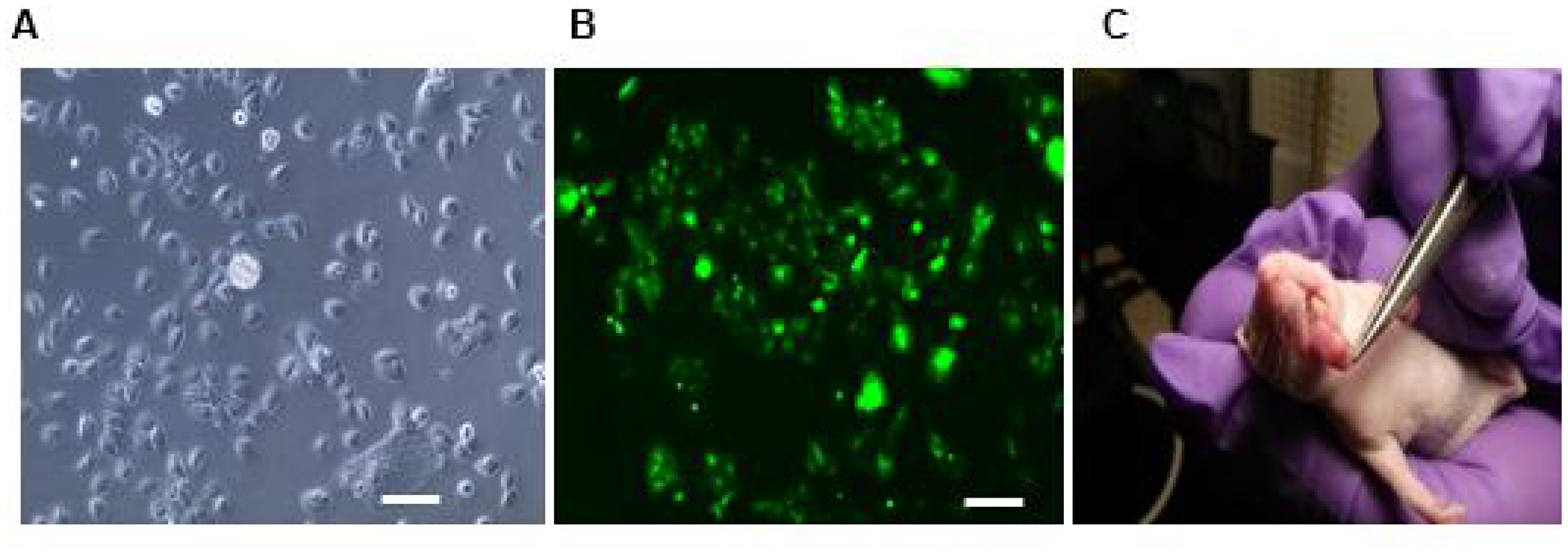 Luciferase/GFP transfected HSC3 cell implanted orthotopic mice tumor
