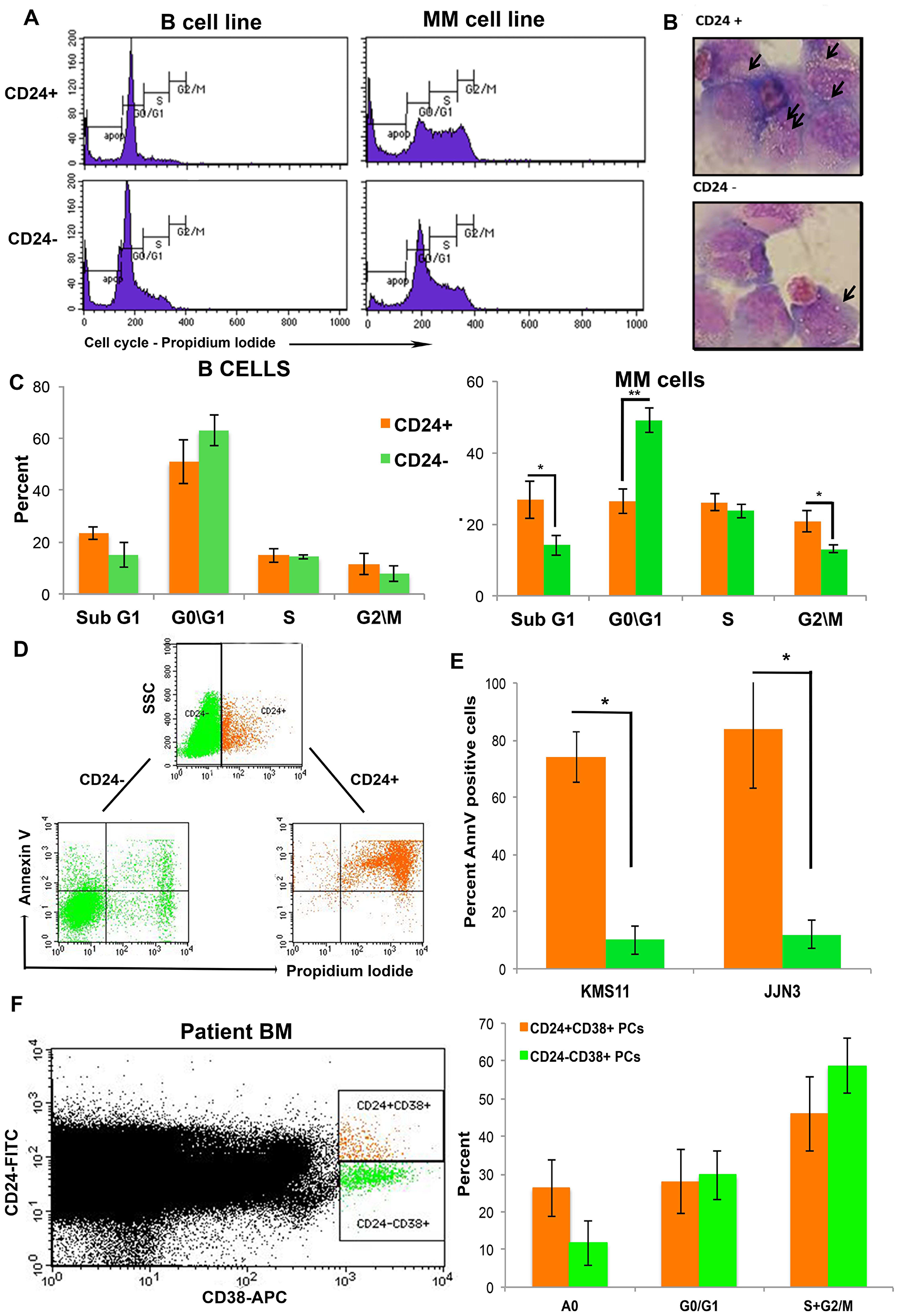 Up-regulation in CD24 expression correlates with increased apoptosis in MM cells