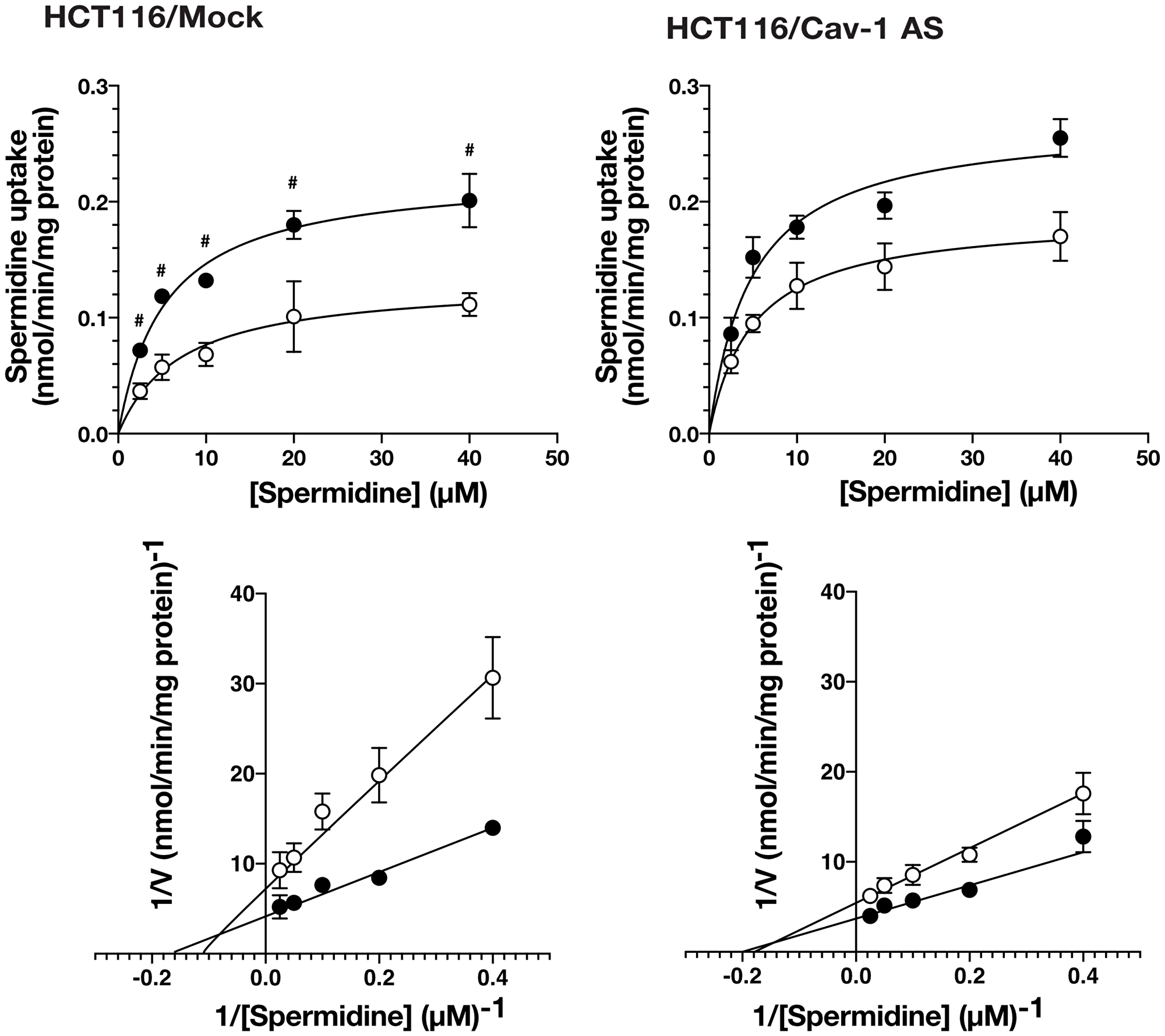 The effect of culture medium on spermidine uptake activity