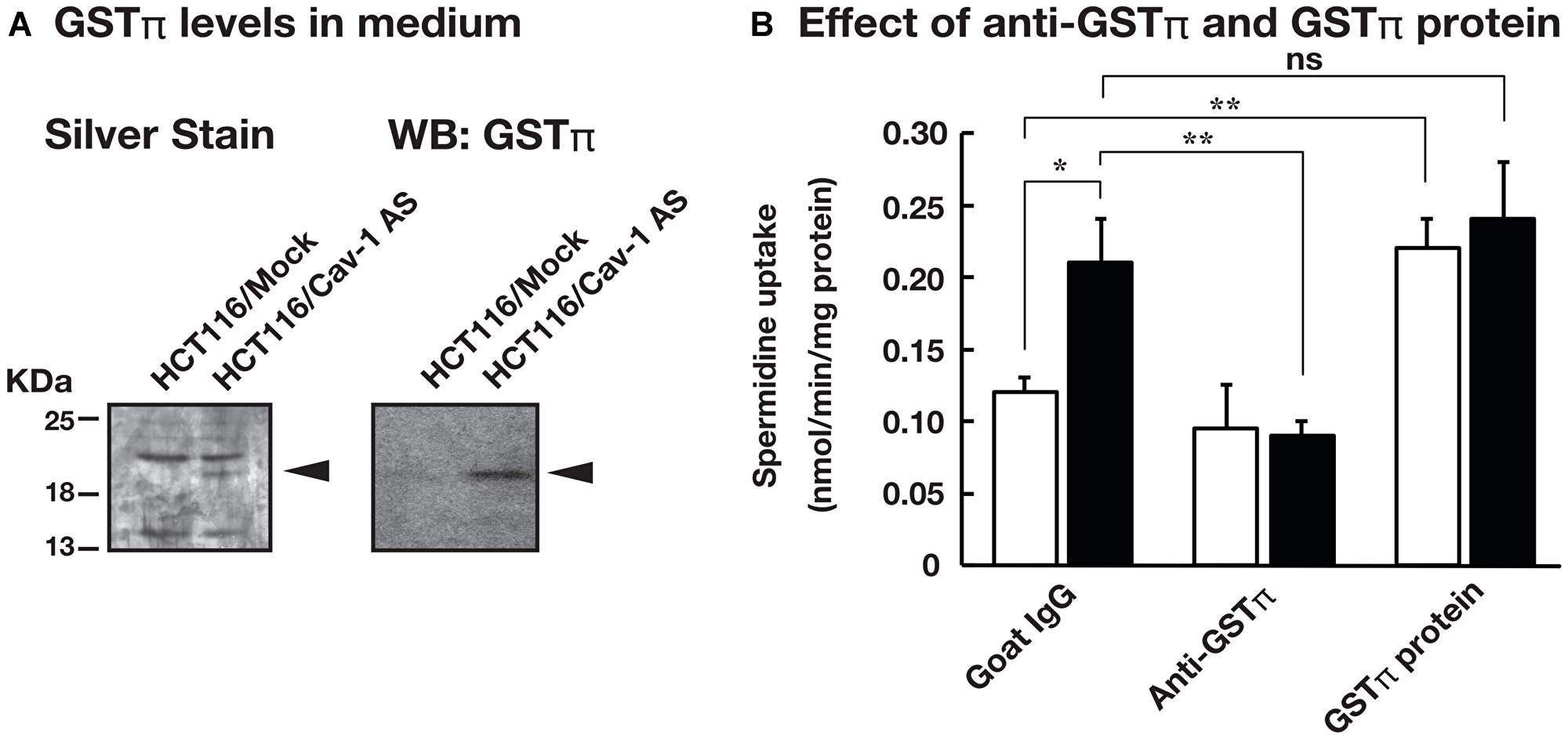 GSTπ was highly expressed in the culture medium of HCT116/Cav-1 AS cells and stimulated spermidine uptake