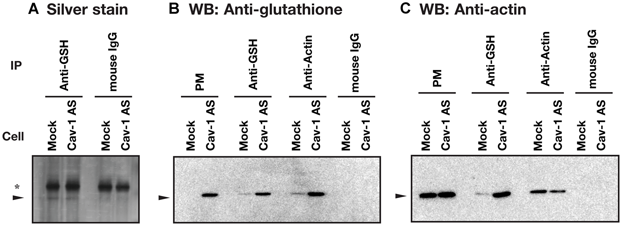 Identification of actin as a S-glutathionylated protein