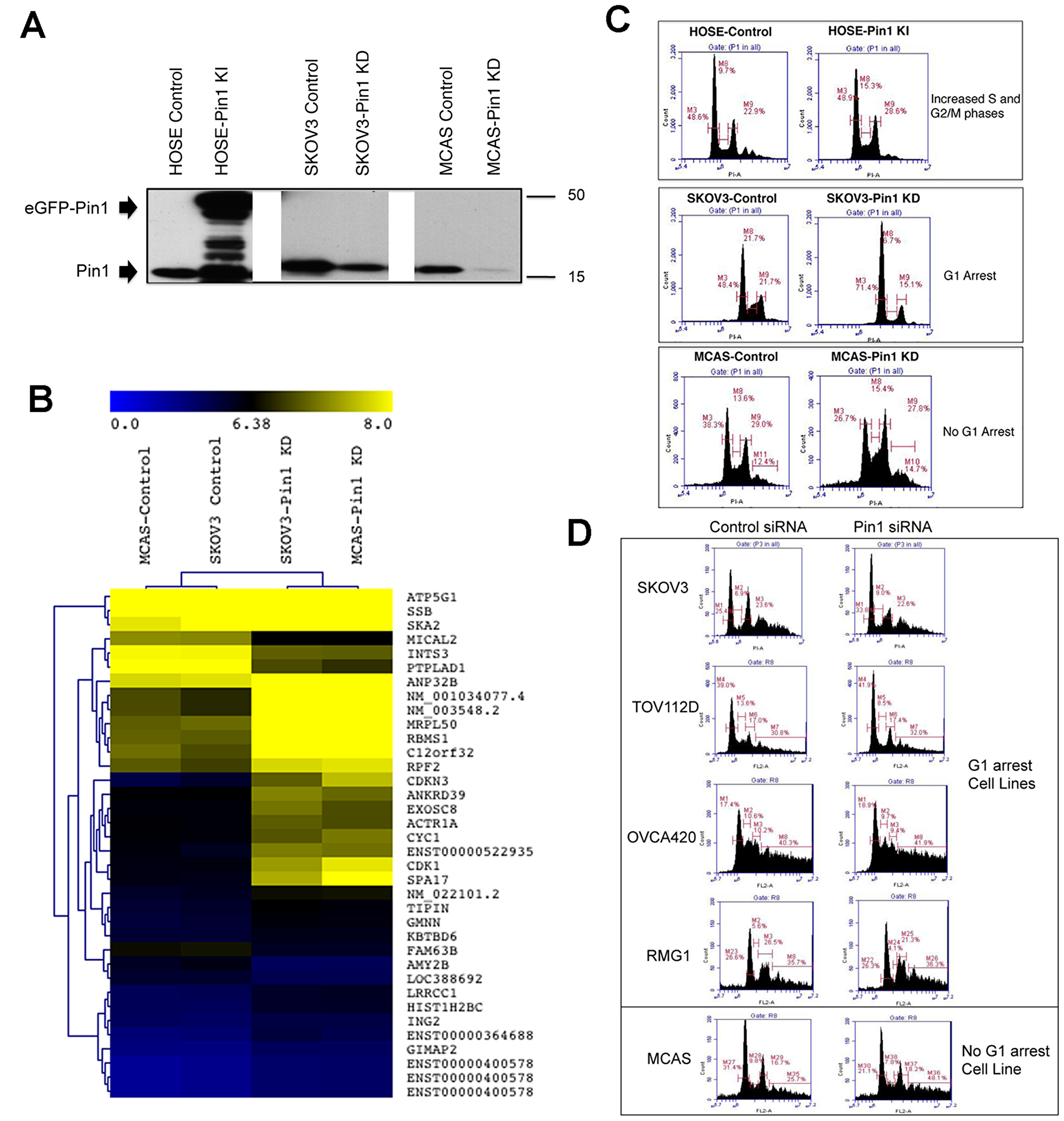 Cell cycle aberration in ovarian epithelial cells with changes of Pin1 expression
