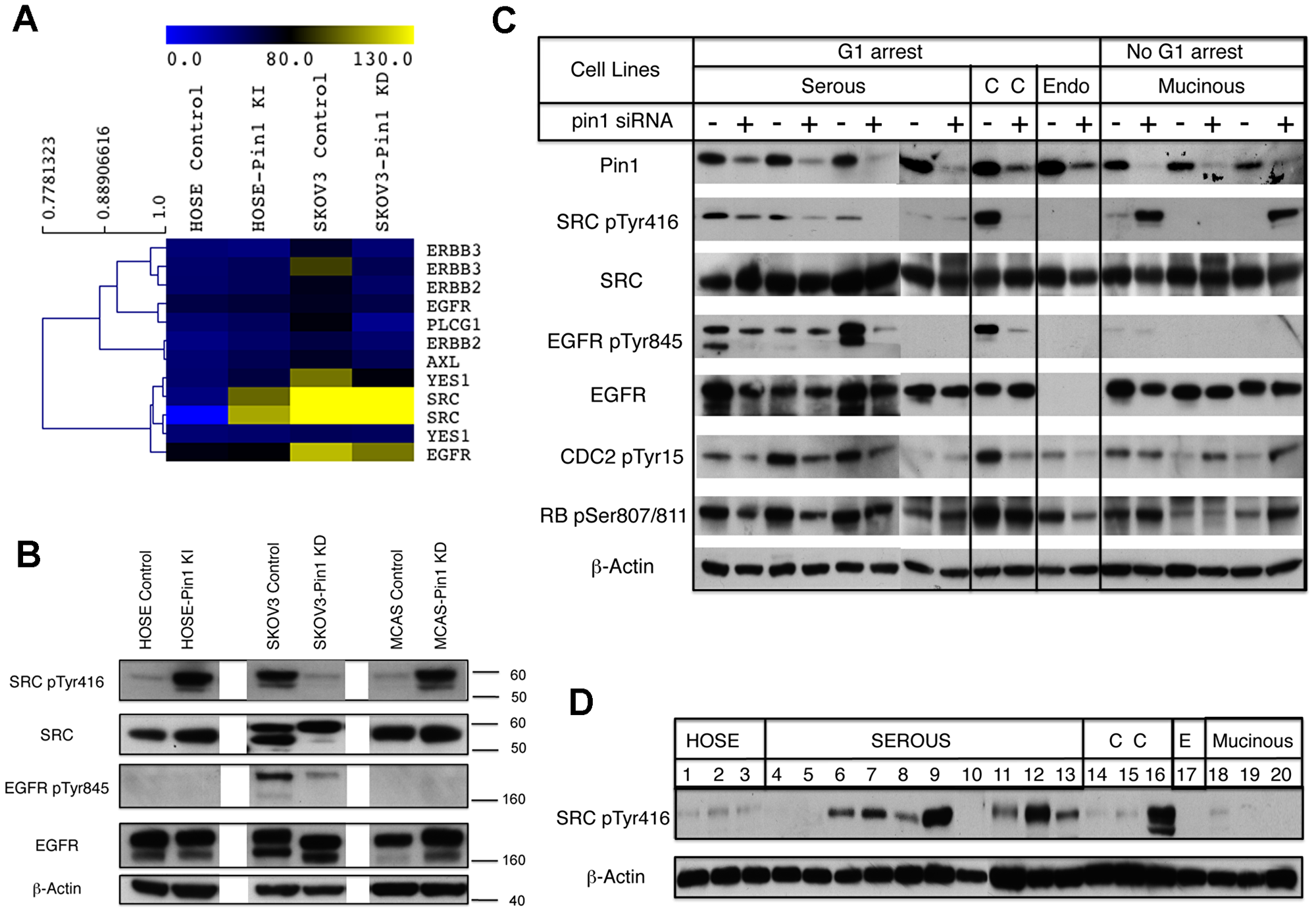 Changes of Pin1 expression affect the phosphorylation status of SRC, EGFR and cell cycle regulators in ovarian epithelial cells