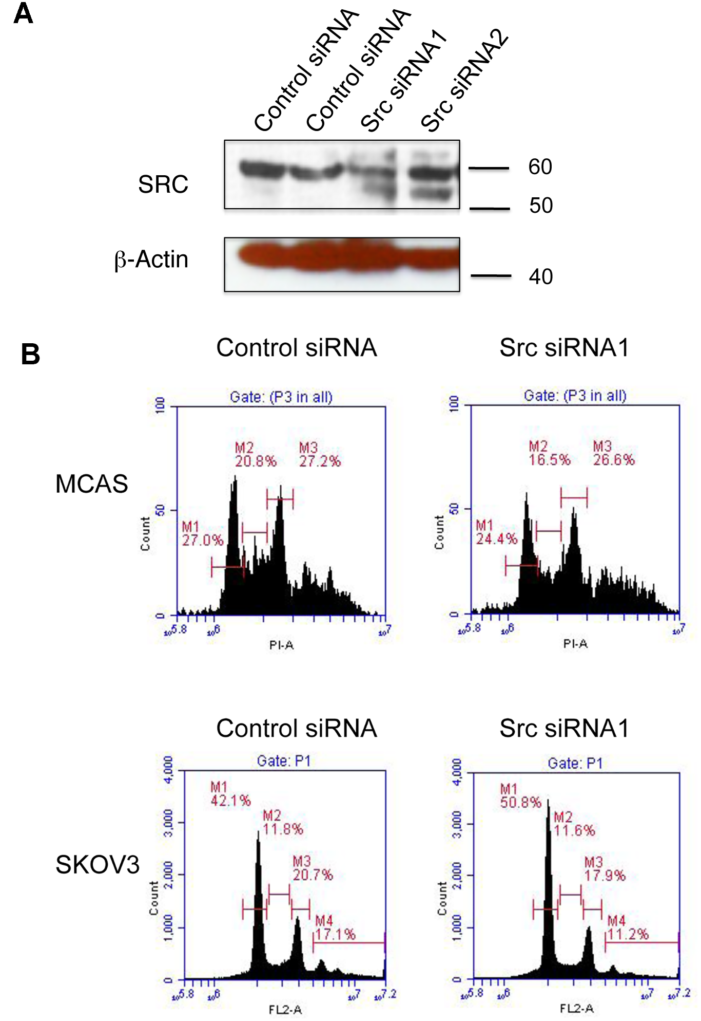 SRC knockdown phenocopied Pin1 knockdown phenotype in cell cycle regulation