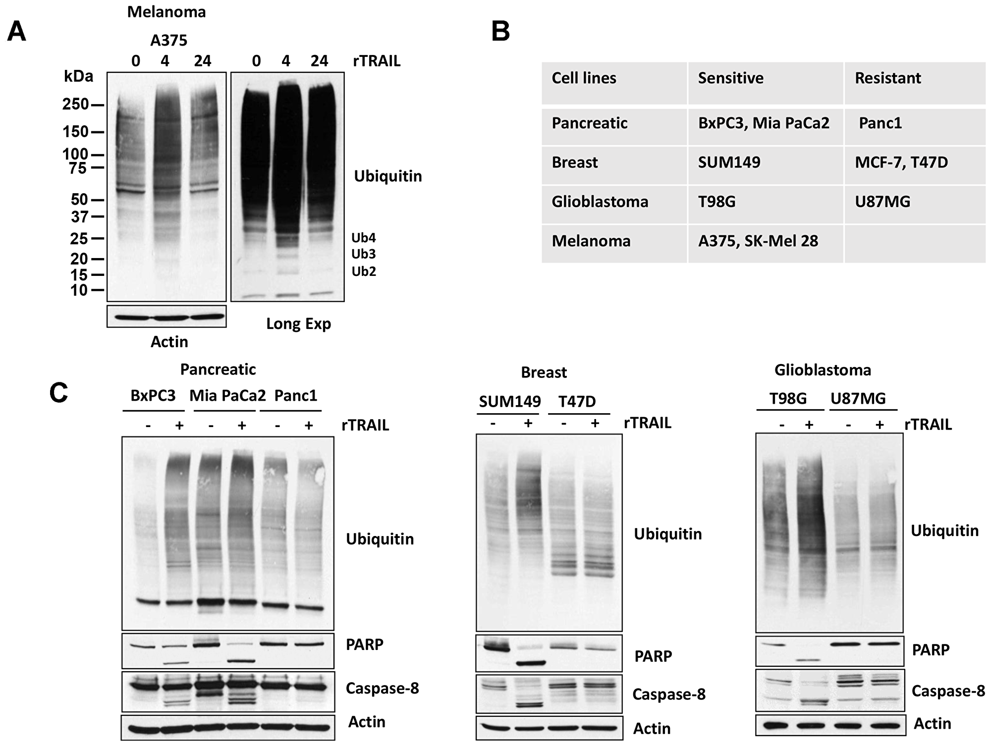 TRAIL regulates Ubiquitin pathway