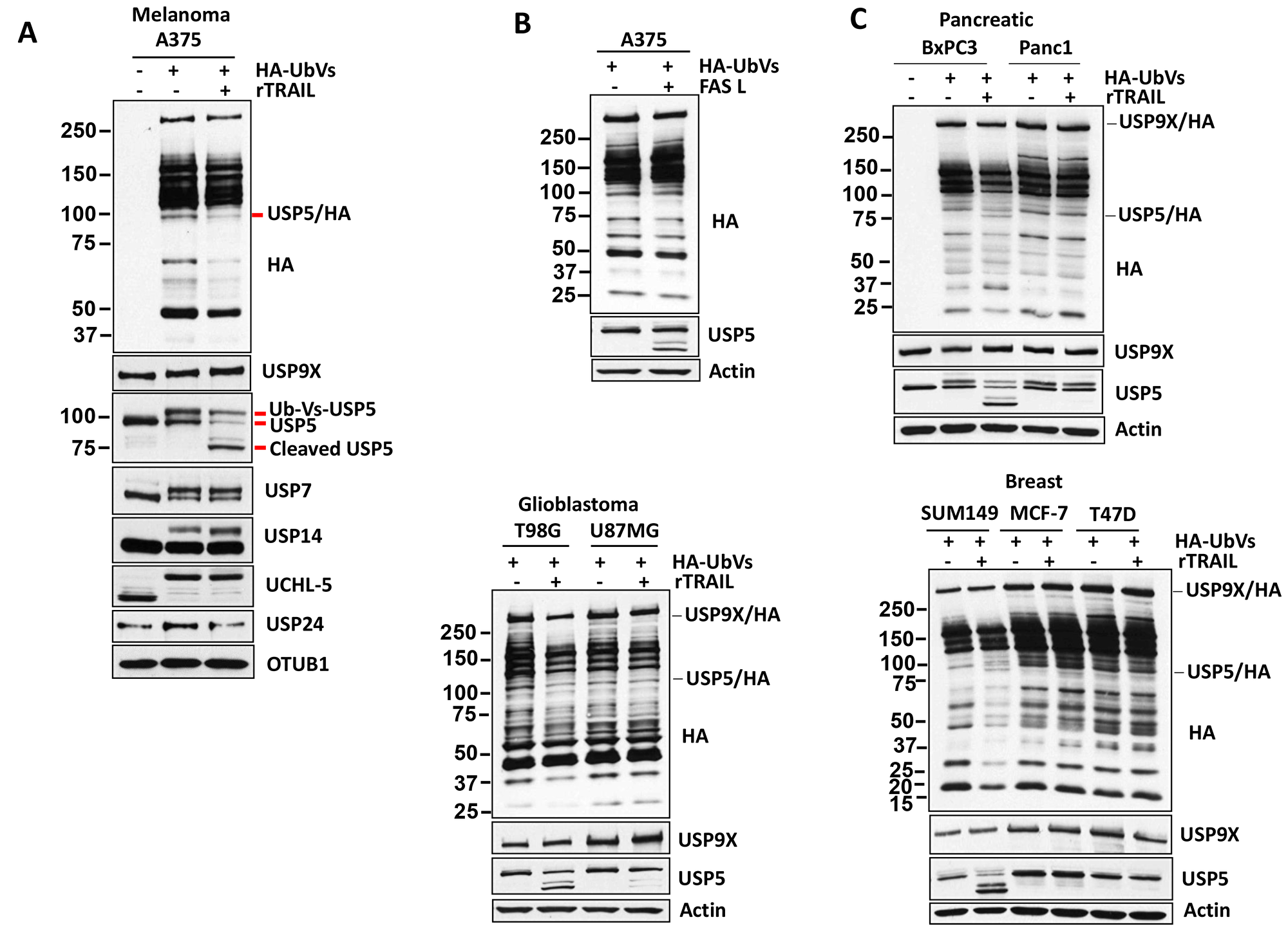 TRAIL regulates USP5 activity