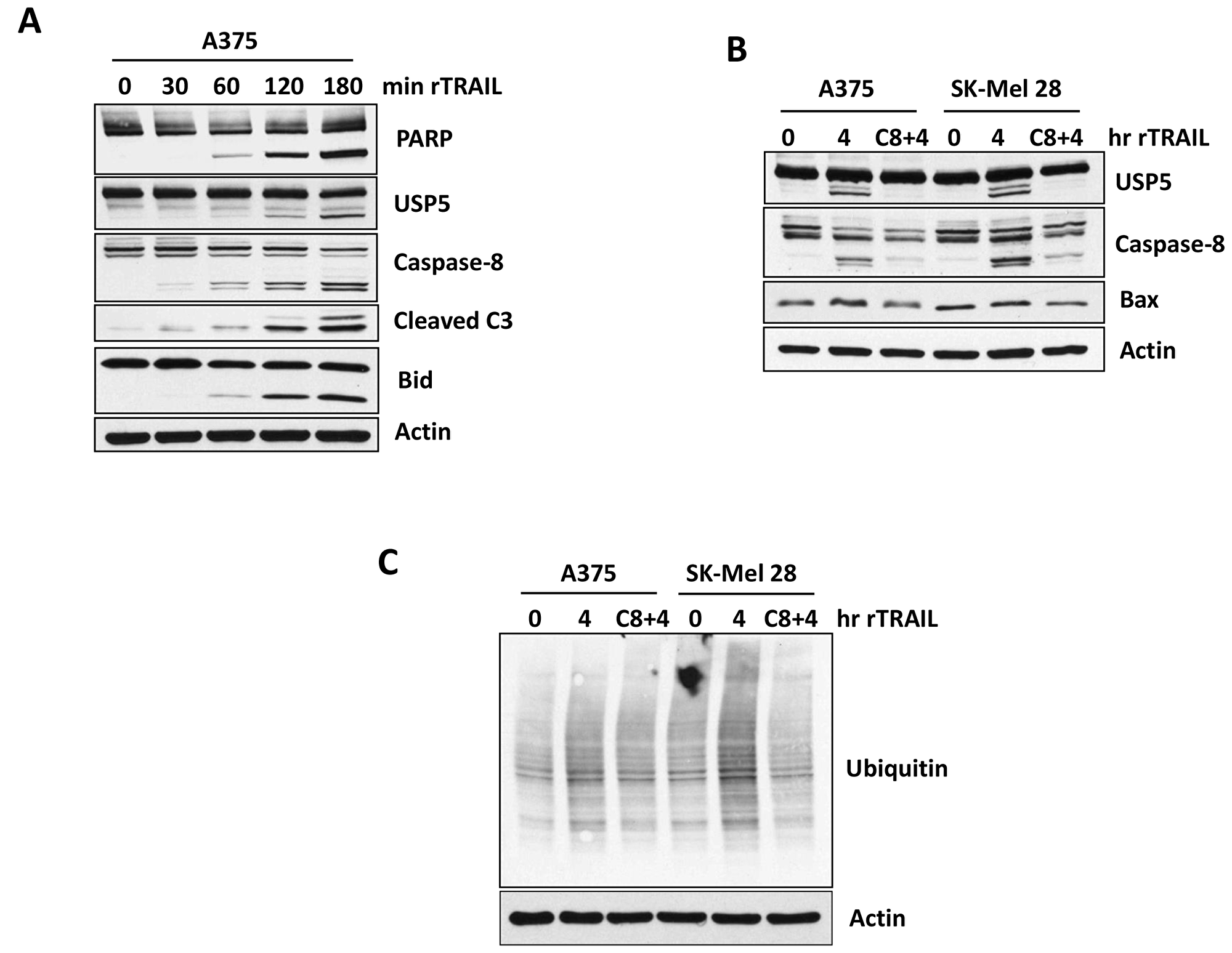 Caspases controls USP5 cleavage