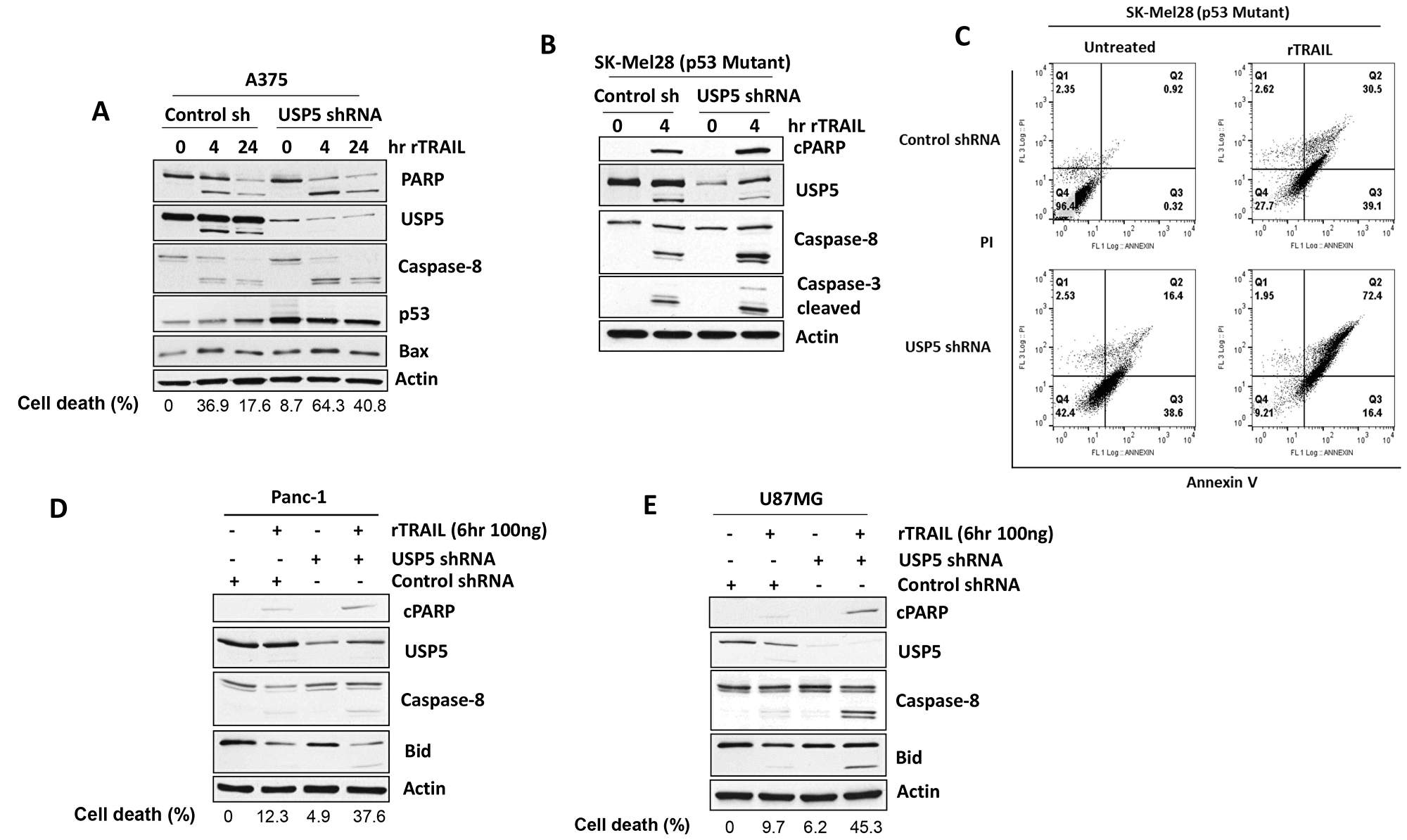 USP5 regulates apoptotic responsiveness to TRAIL
