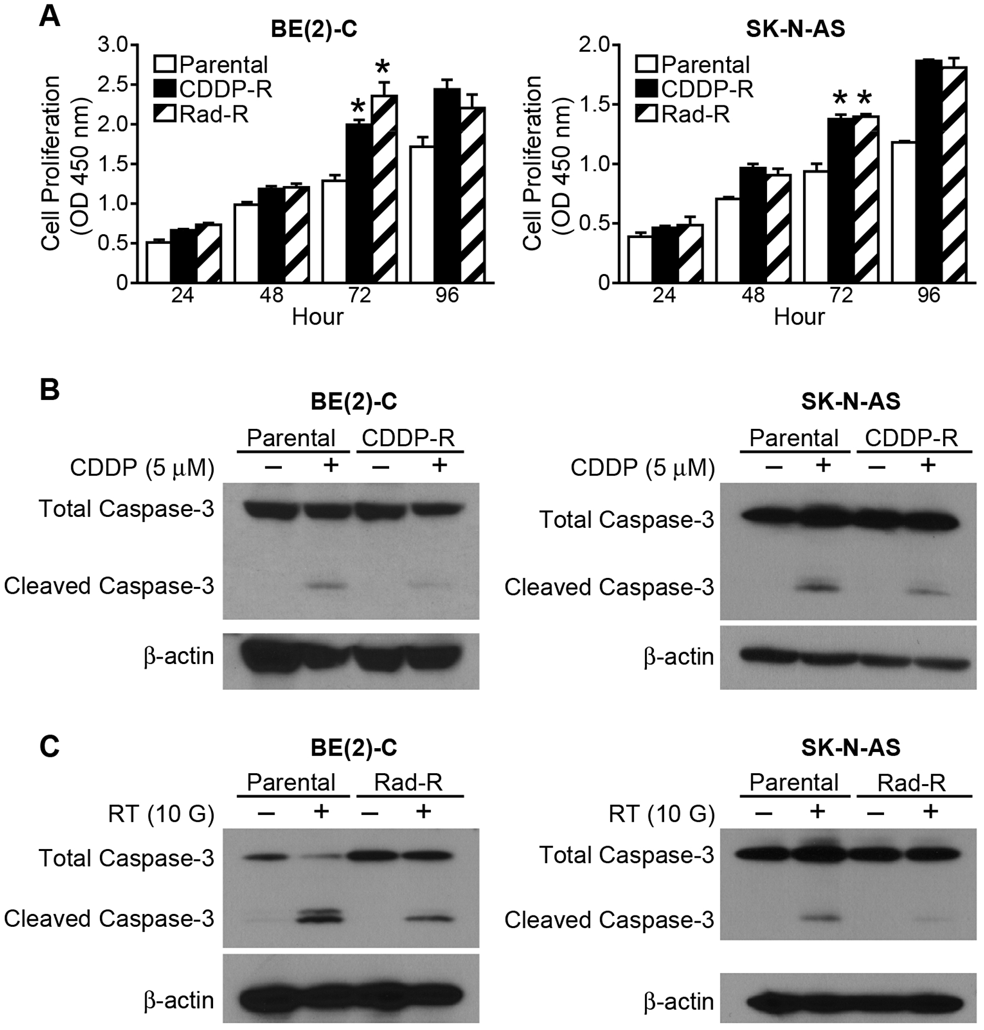 CDDP-R/Rad-R human neuroblastoma cells increase proliferation and inhibit programmed cell death