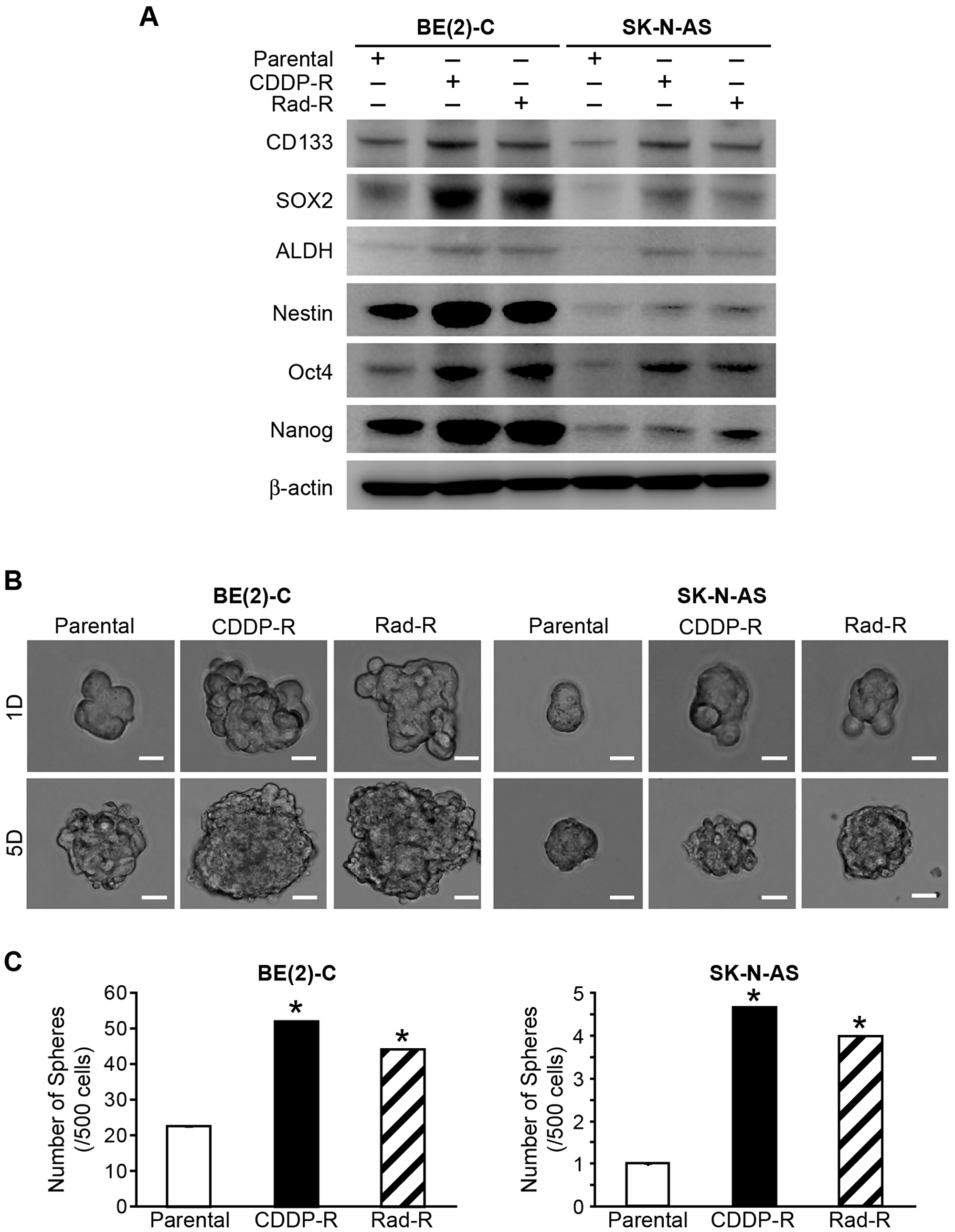 Markers of cancer stem cells in drug/radiation selected cells