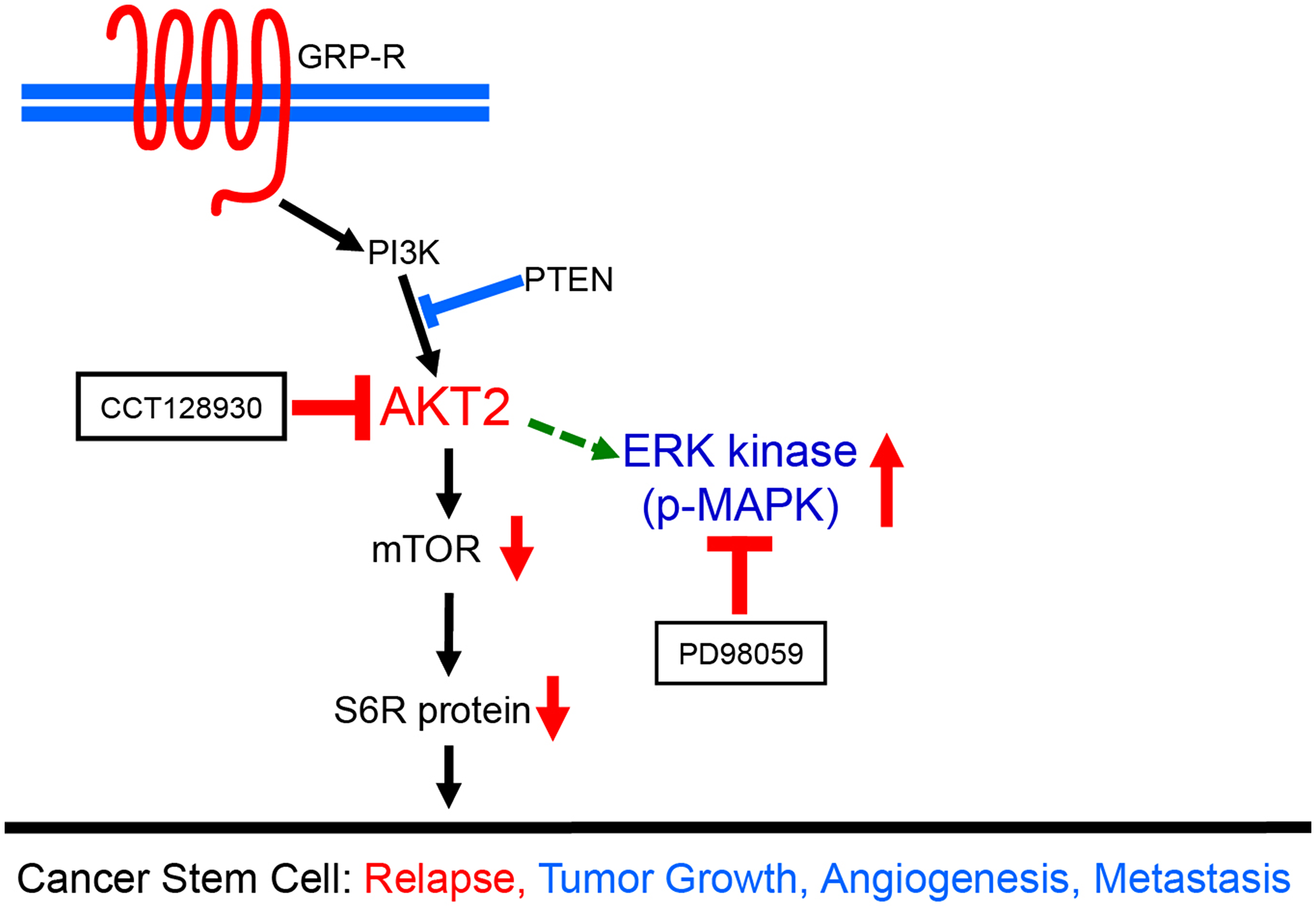 A schematic diagram demonstrating dual targeting of AKT2 and MAPK pathways in neuroblastoma cancer stem cells