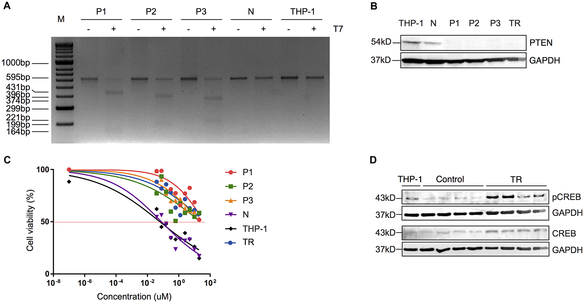 Truncated PTEN is associated with resistance to MEKi via increased activity of CREB