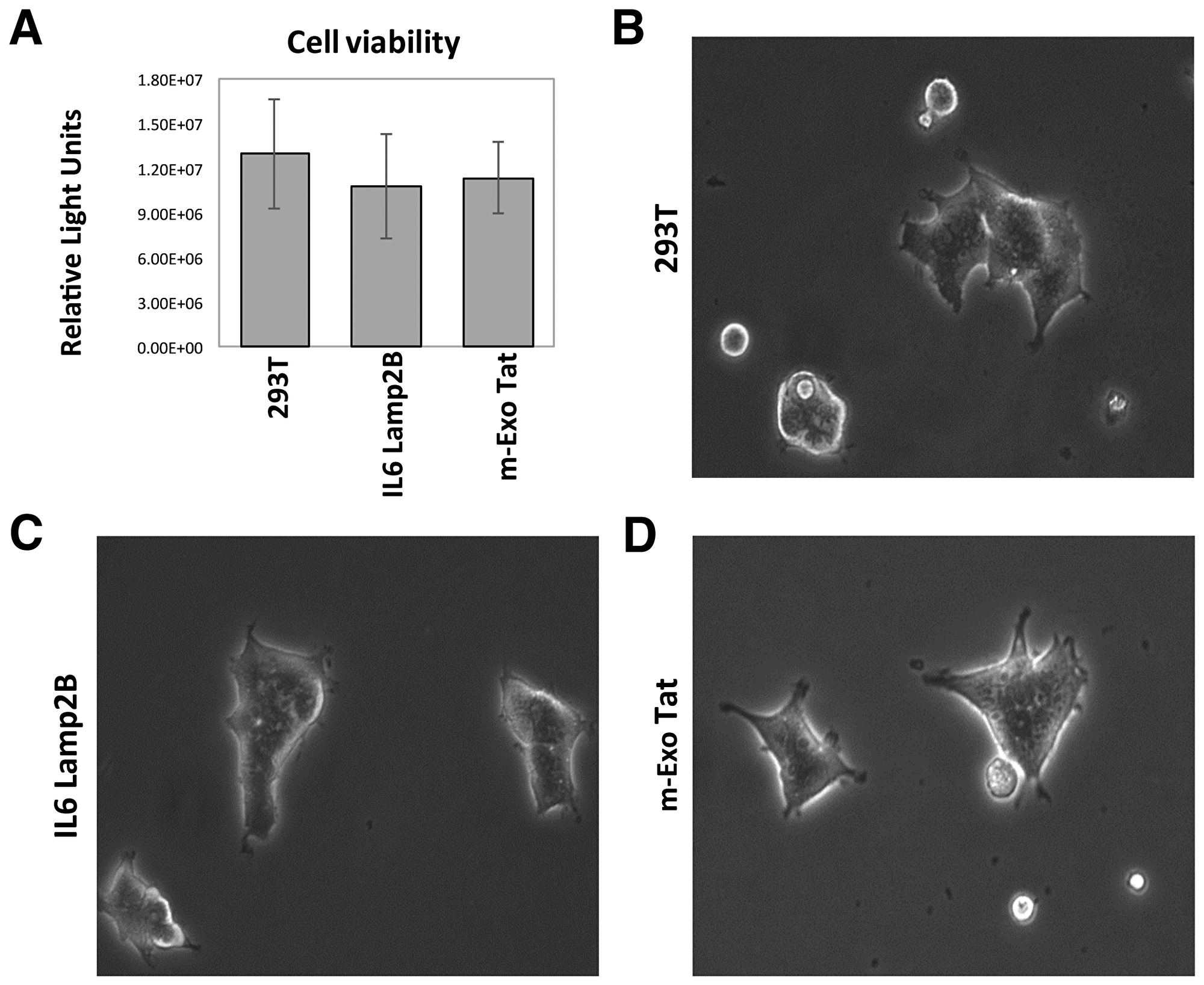 Physiological and morphological characteristics of the 293T and the transfected IL16 Lamp2B and m-EXO Tat cell lines