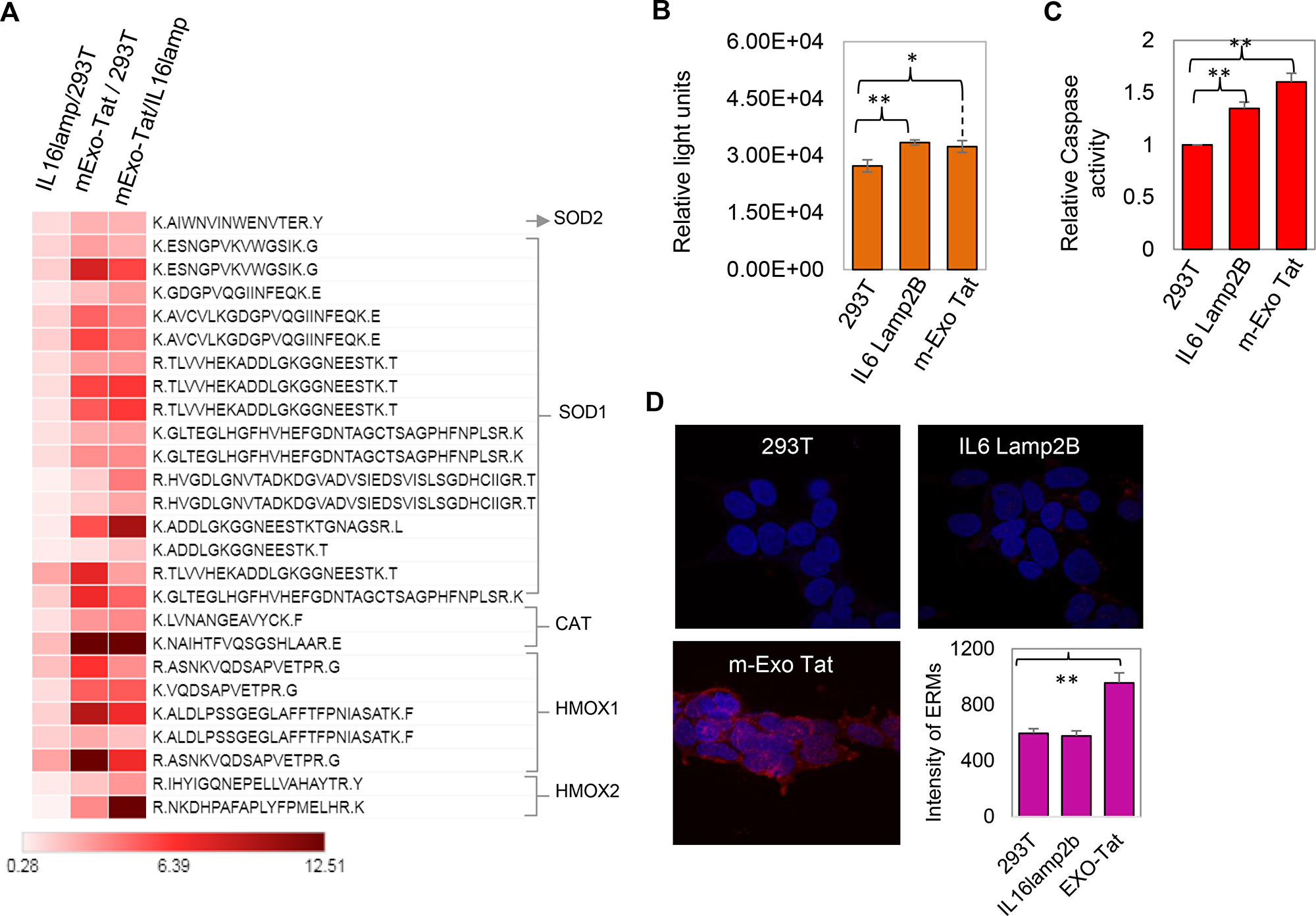 Biochemical characteristics of the 293T and the transfected IL16 Lamp2B and m-EXO Tat cell lines