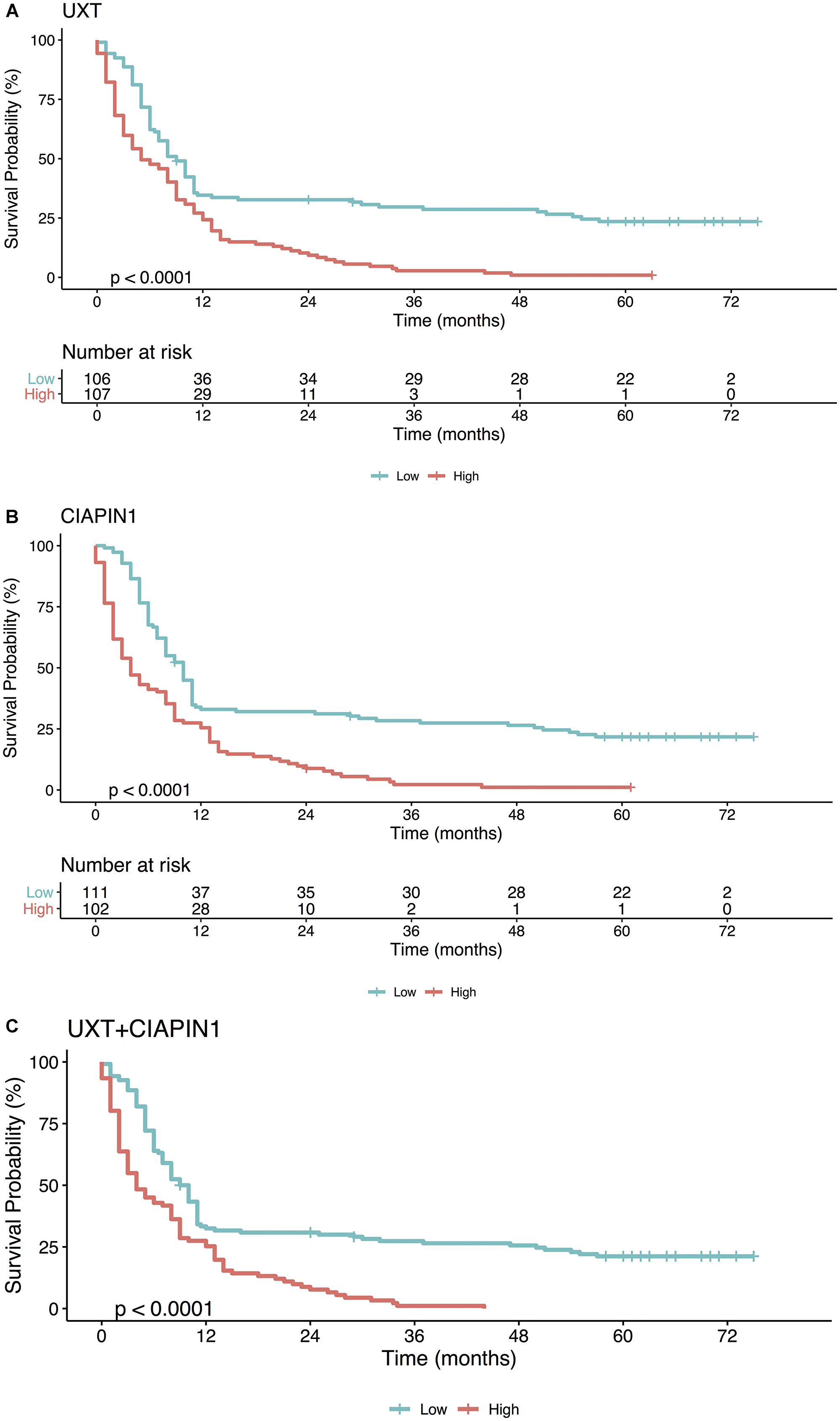 Kaplan–Meier analysis of the overall survival (in months) of patients with gastric cancer as a function of (A) UXT, (B) CIAPIN1, and (C) gene UXT + CIAPIN1 expression. High expression (gene expression ≥1.5 for UXT and ≥1.7 for CIAPIN1; red line), as opposed to low expression (gene expression $!--ESC