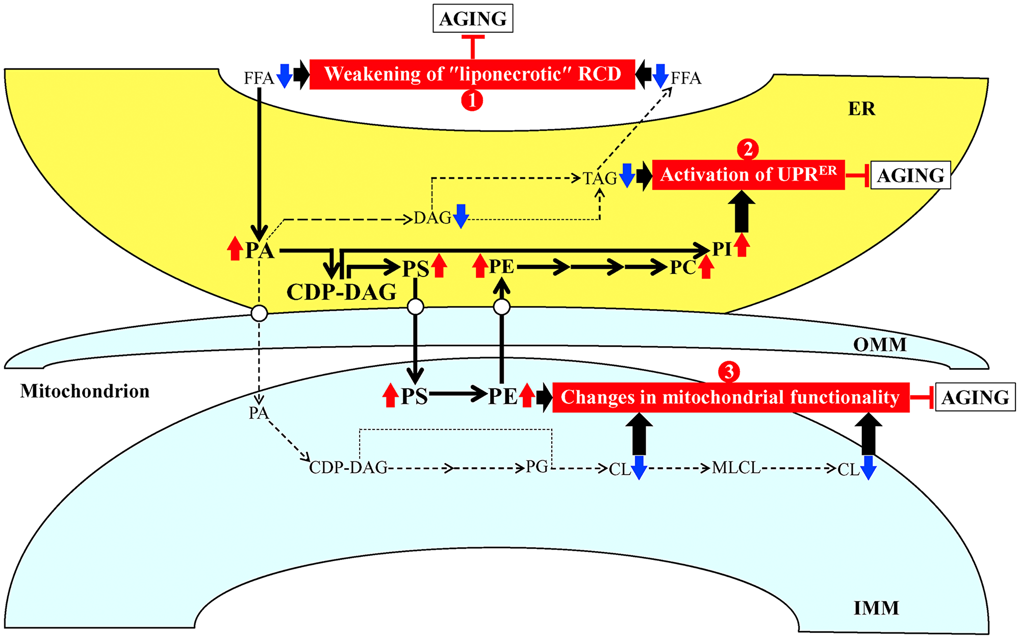 Possible mechanisms through which PE21 may delay yeast chronological aging