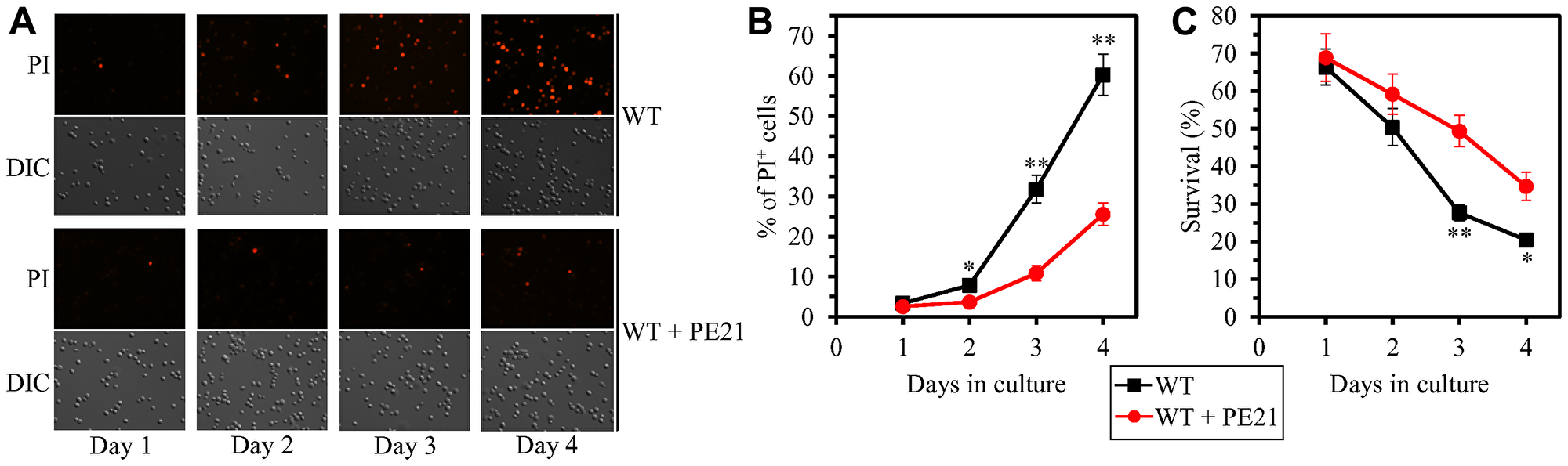 PE21 delays an age-related onset of necrotic death in yeast cells, decelerates the progression of the necrotic cell death process, and makes yeast less susceptible to a liponecrotic mode of regulated cell death (RCD)