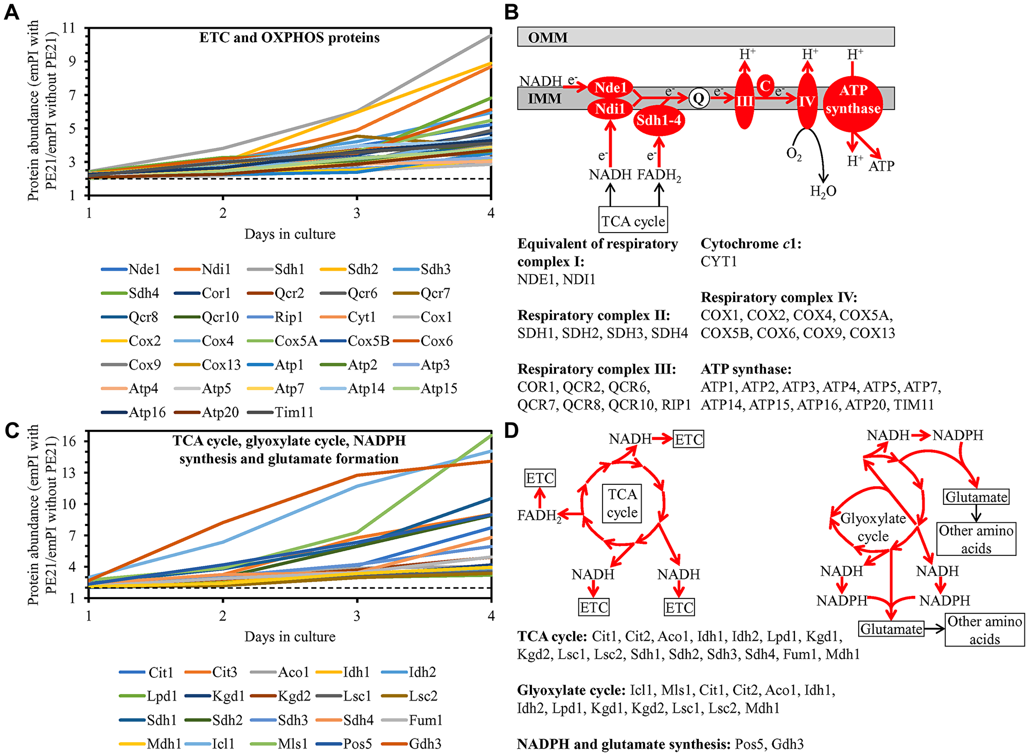 PE21 increases the abundance of proteins involved in the mitochondrial electron transport chain (ETC), oxidative phosphorylation (OXPHOS) system, tricarboxylic acid (TCA) cycle (TCA), glyoxylate cycle, NADPH synthesis and glutamate formation