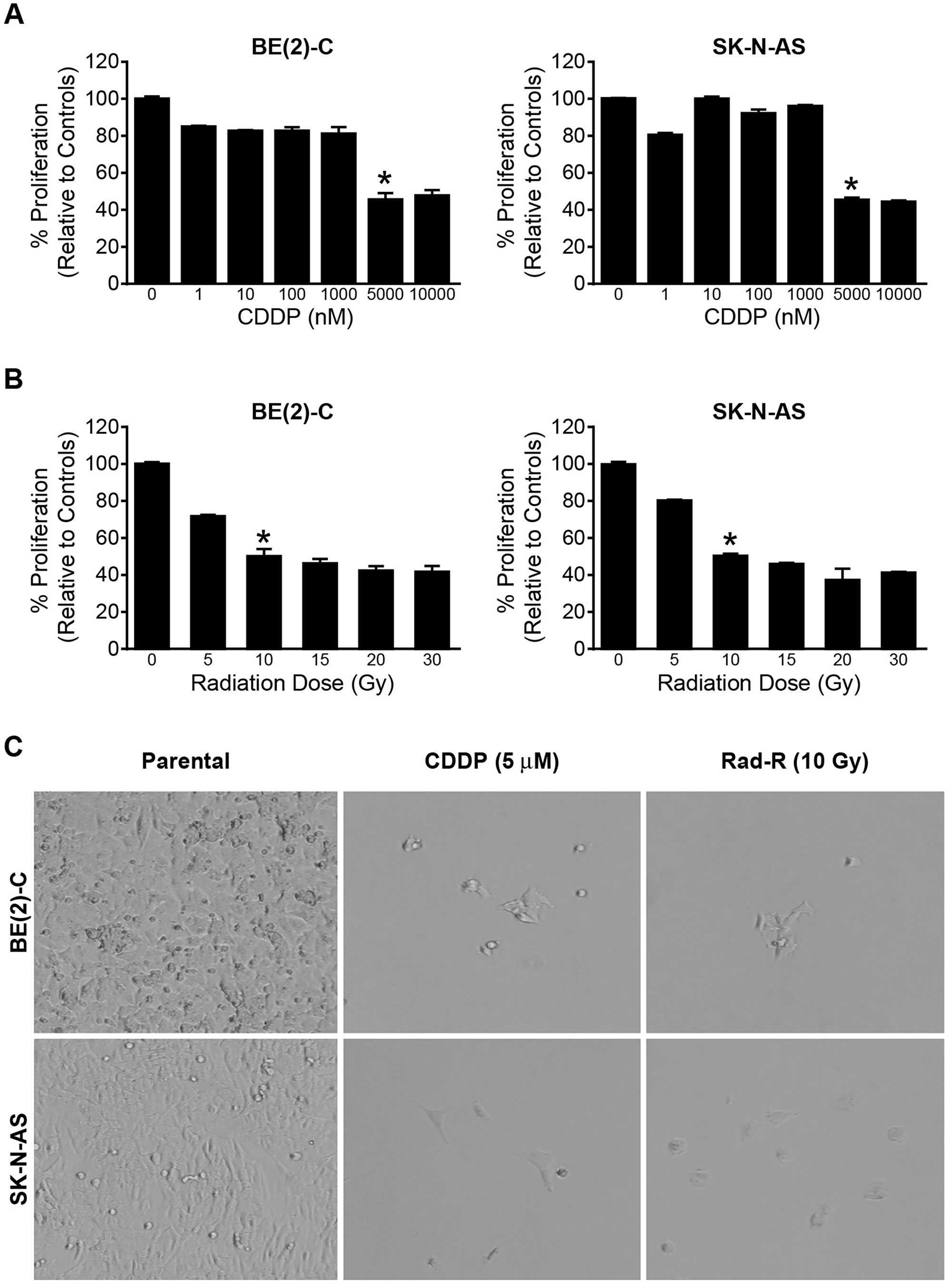 Drug/radiation selected human neuroblastoma cells in a dose-dependent manner