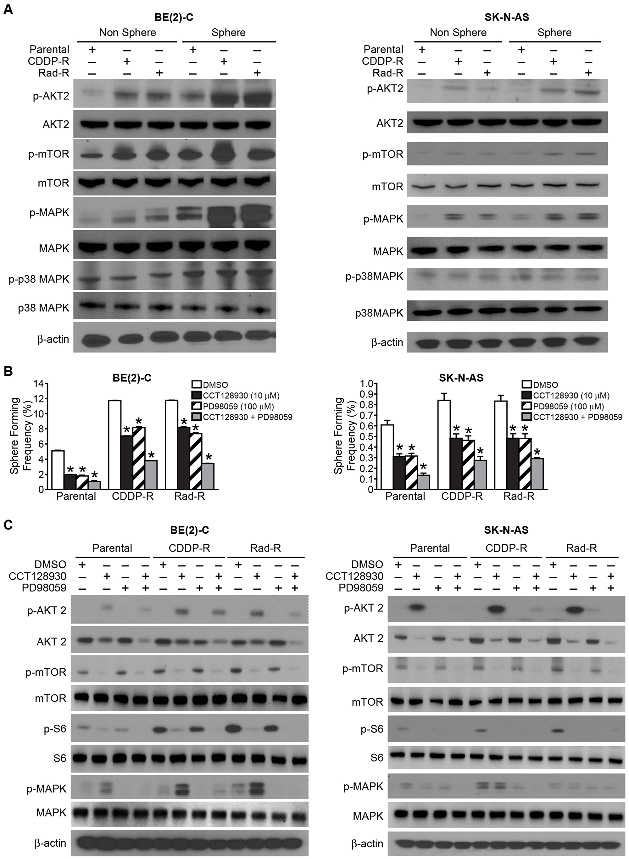 Signaling pathways in cancer stem-like cells with activated AKT2/mTOR and MAPK in Drug/Radiation selected cells