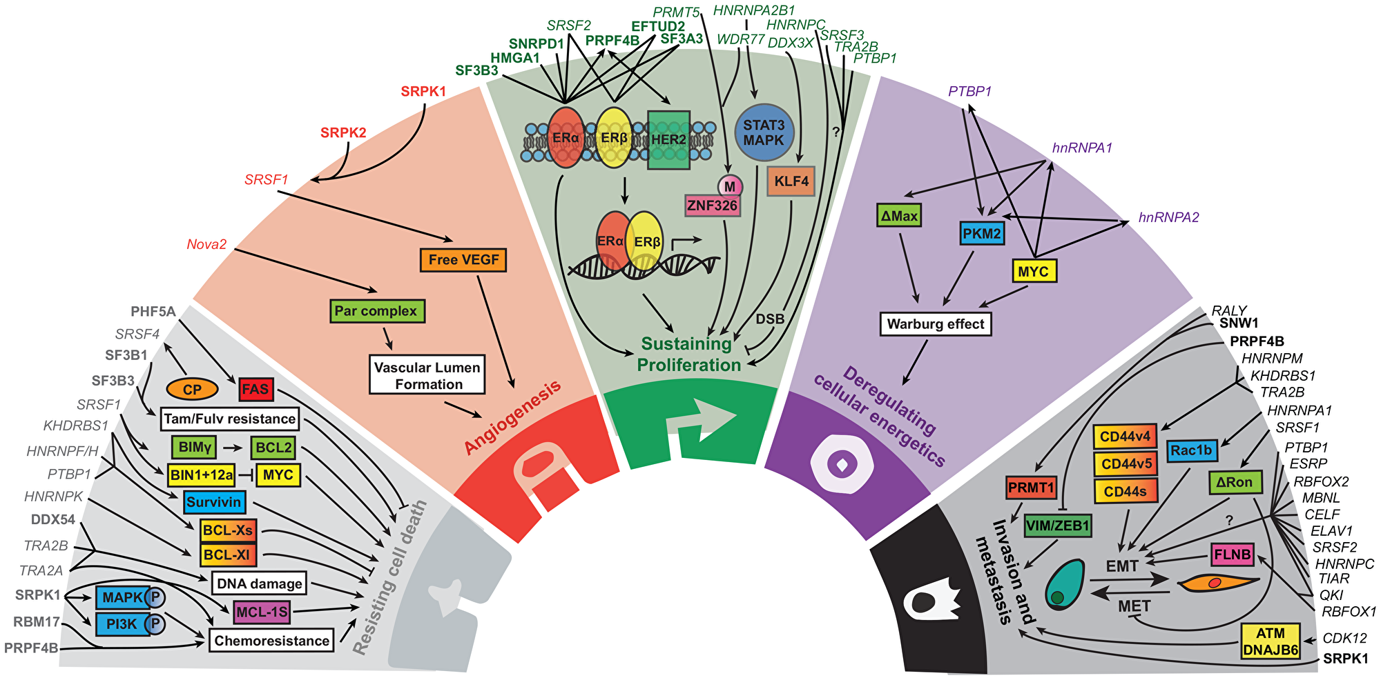 The role of splice factors and their associated pathways in the five hallmarks of cancer