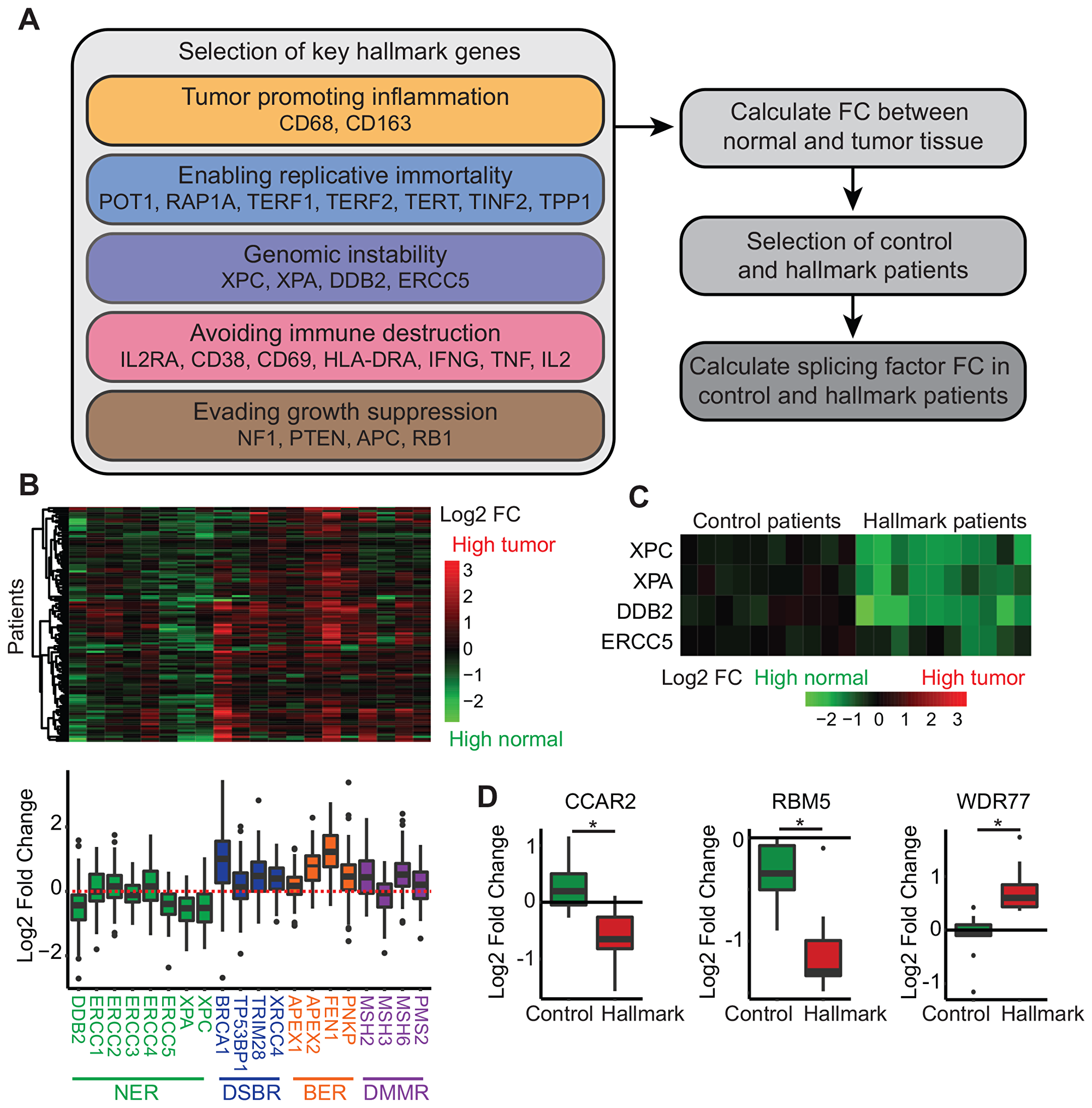 Relation of splice factor expression levels to other hallmarks of cancer