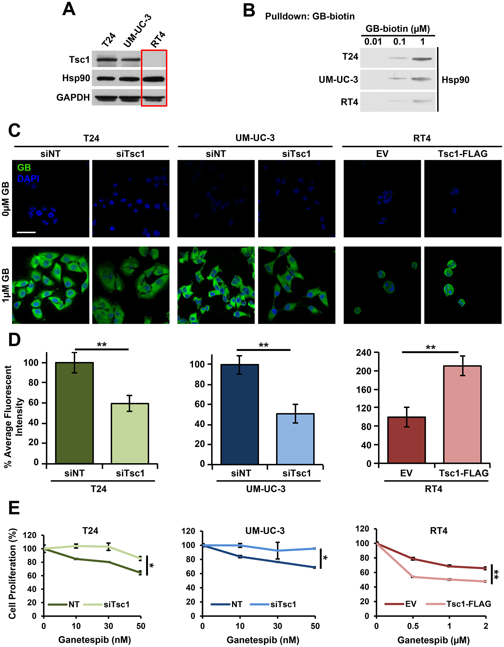 Figure 1: Tsc1 expression determines Hsp90 inhibitor accumulation and sensitivity in bladder cancer cells.