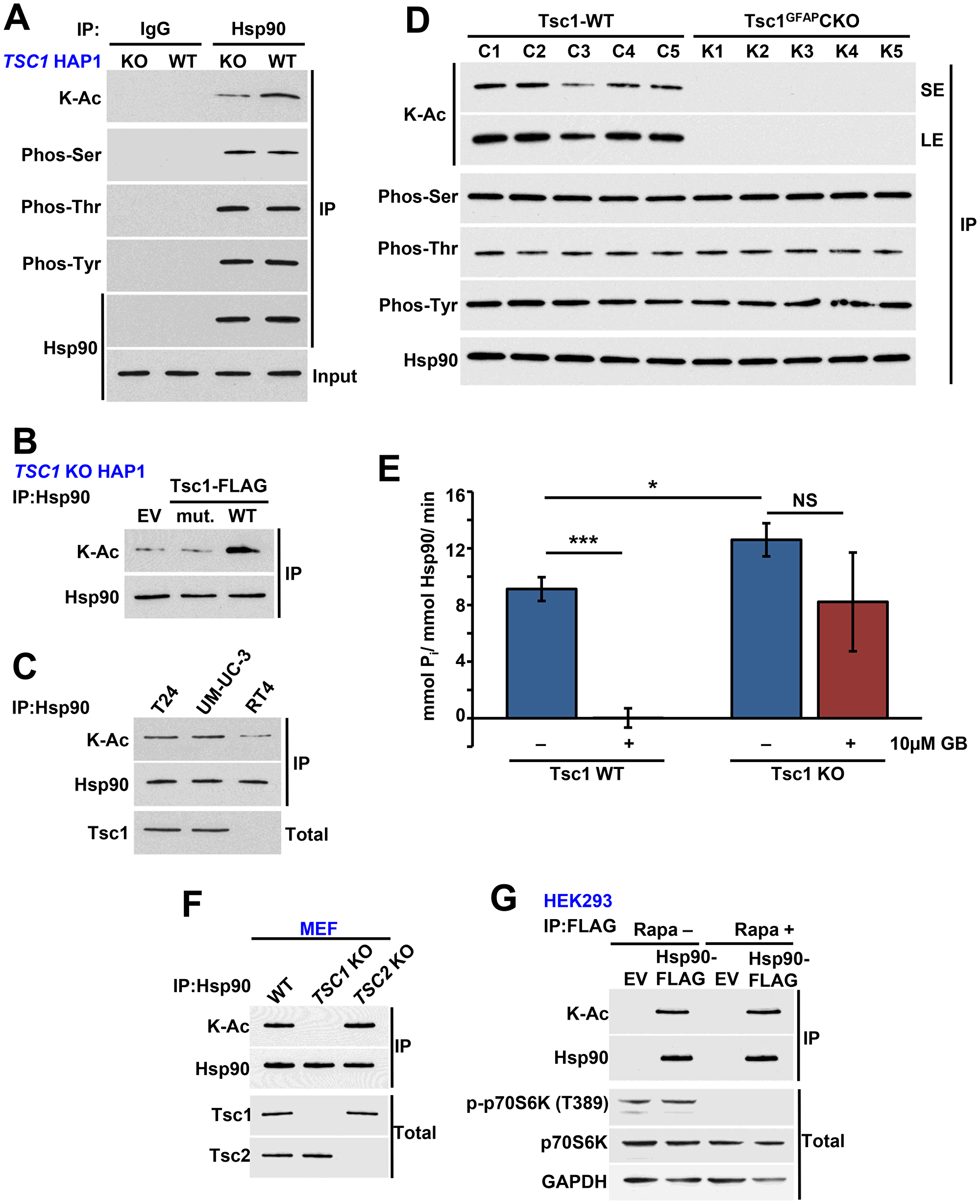 Tsc1 facilitates acetylation of Hsp90