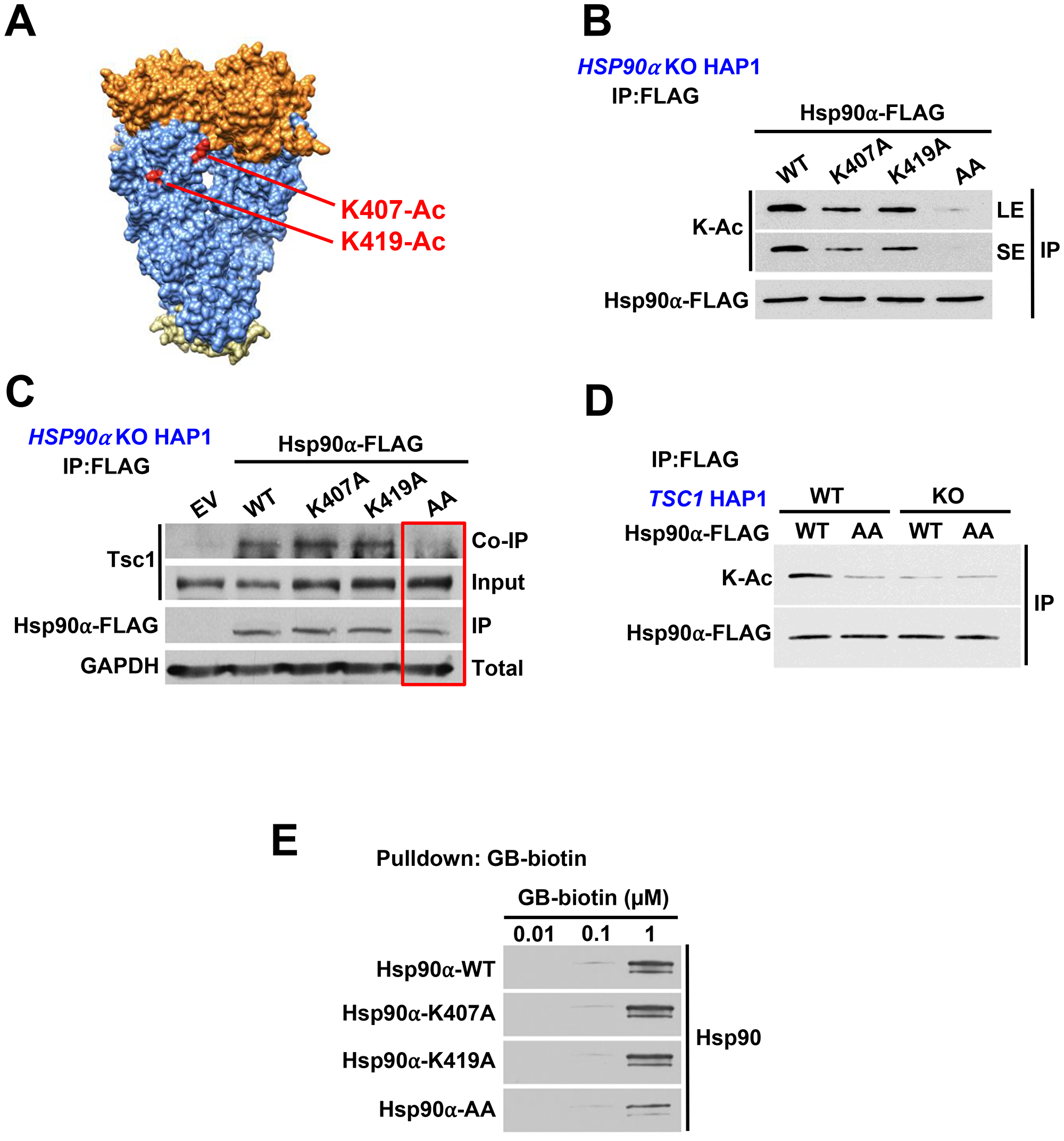 Tsc1 facilitates acetylation of Hsp90-K407/K419