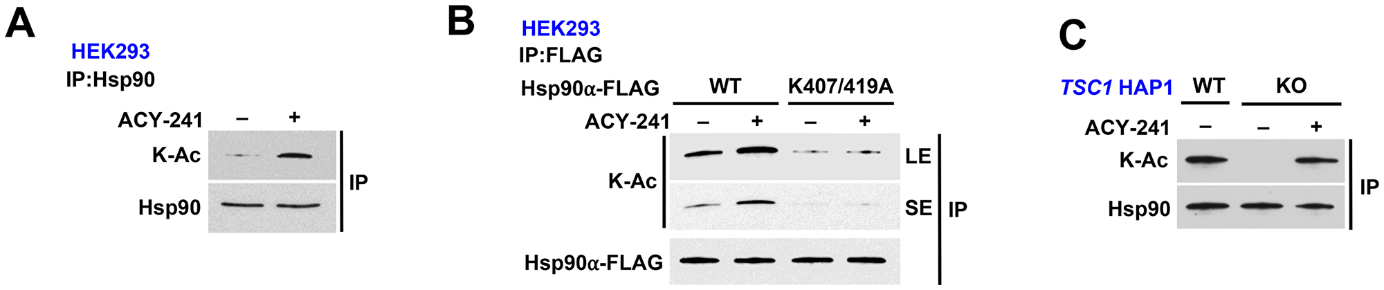 HDAC inhibition rescues Hsp90 acetylation in TSC1-knock out cells