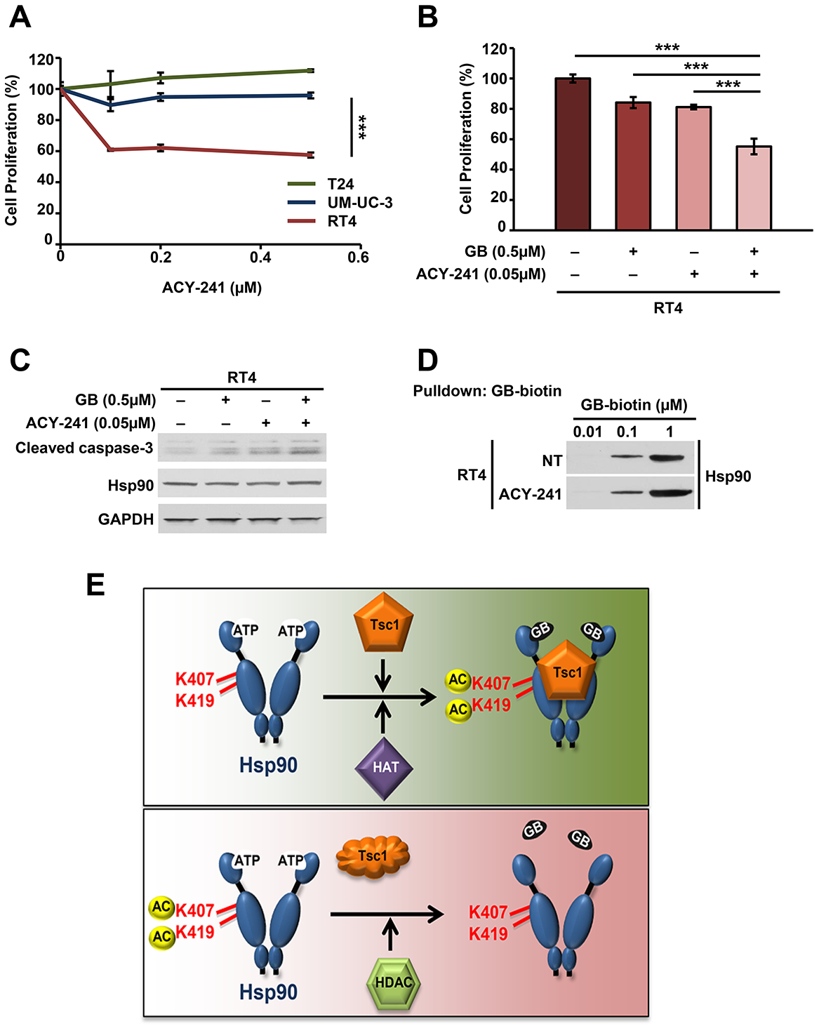 HDAC inhibition synergizes with Hsp90 inhibition to induce apoptosis in bladder cancer