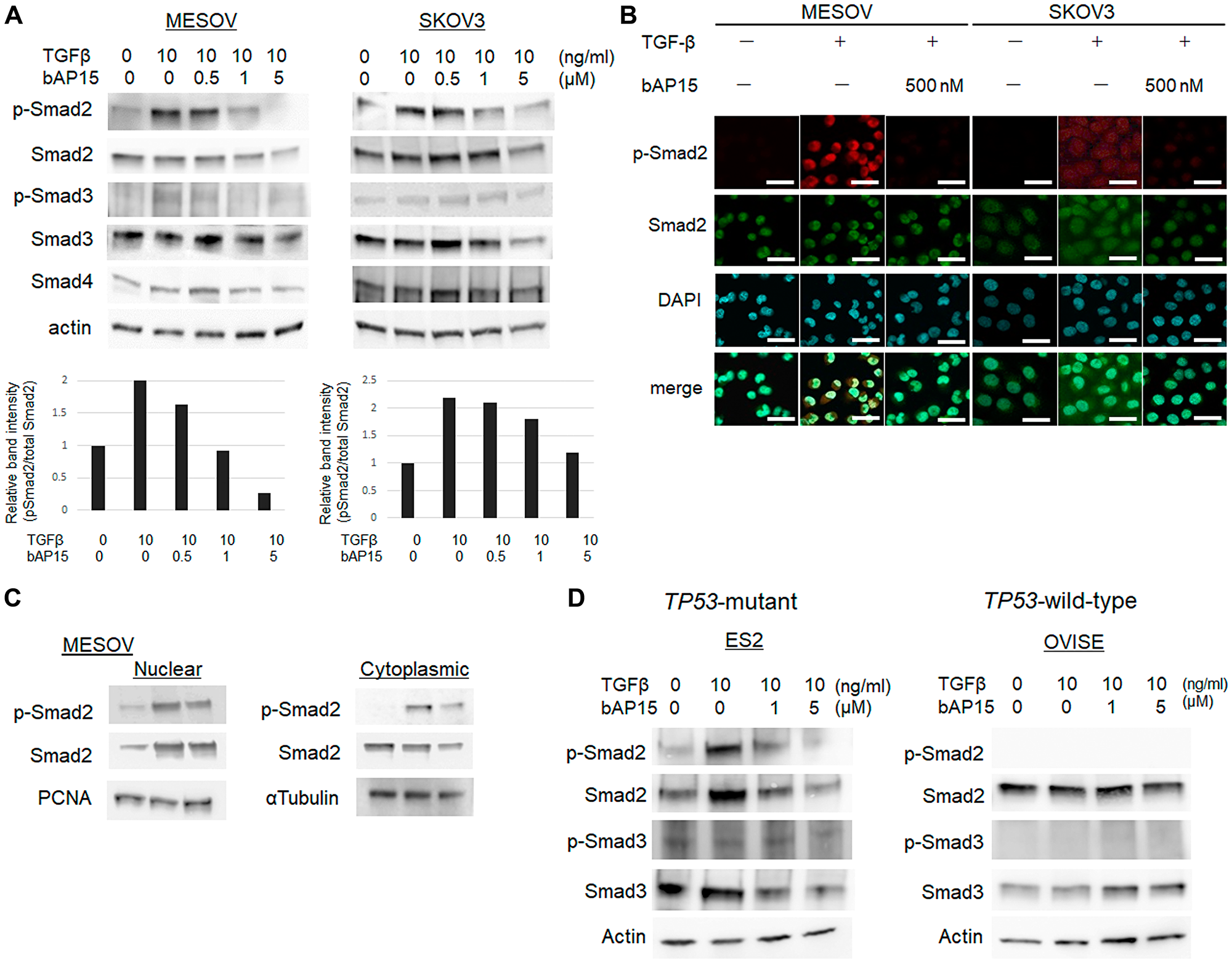 bAP15 induces downregulation of TGFβ-1 signaling via Smad2/3