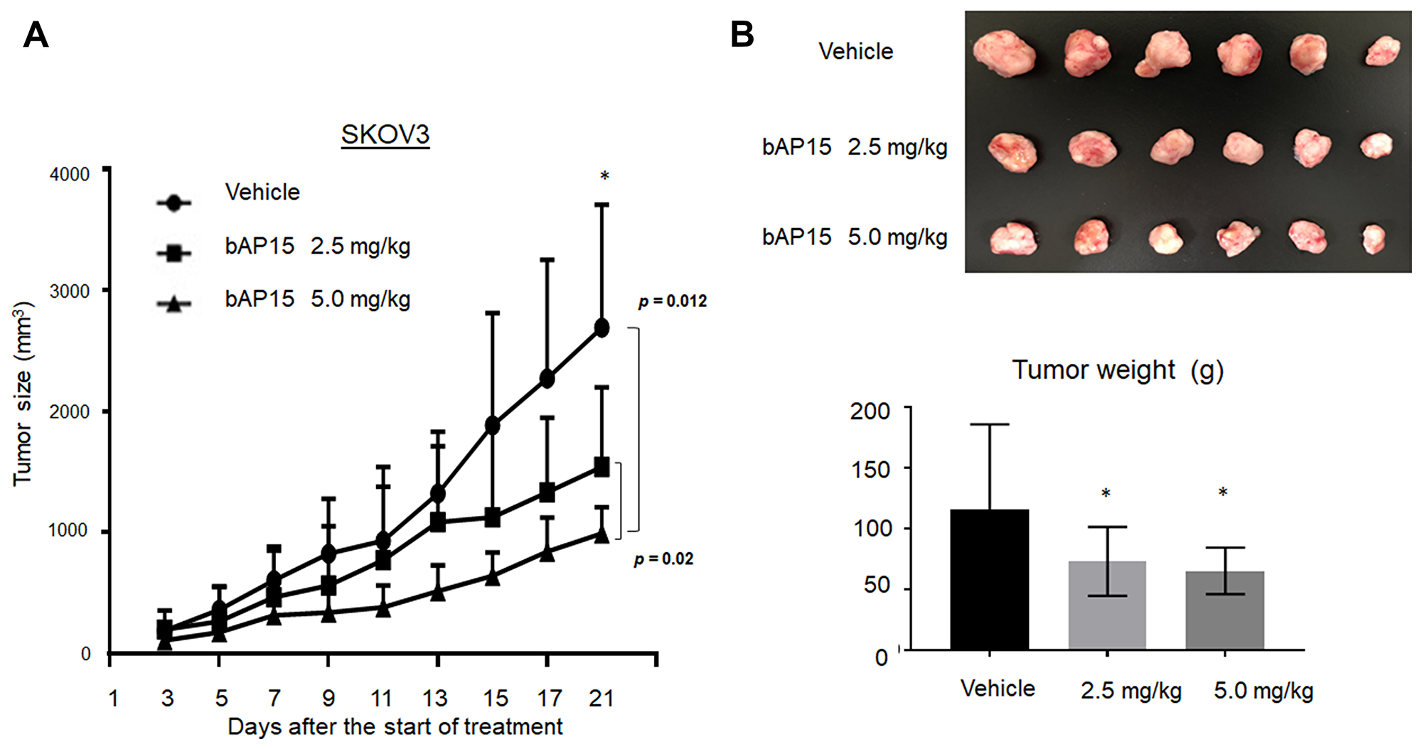 In vivo effect of bAP15 intraperitoneal treatment using SKOV3 xenograft mice models