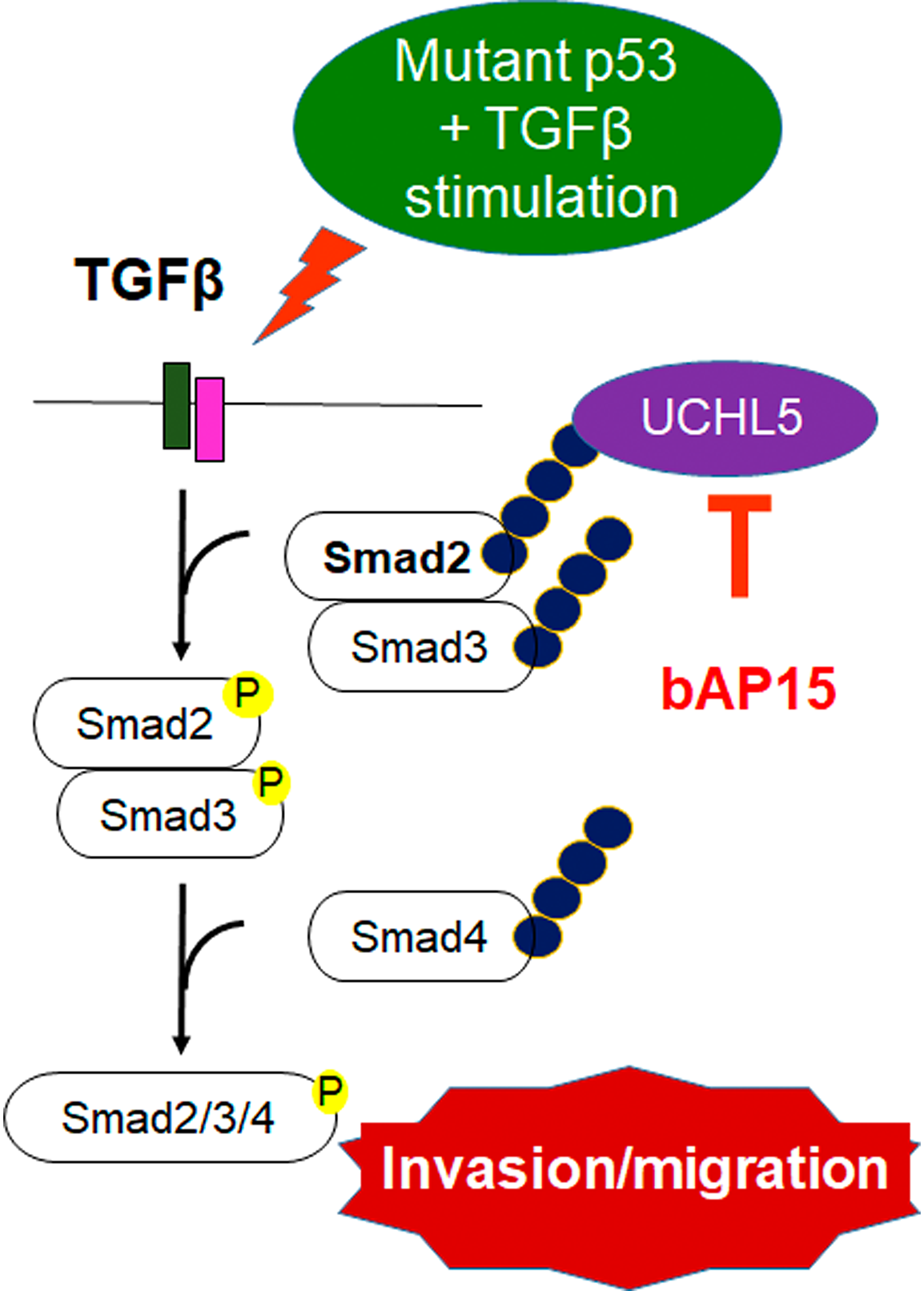 bAP15 inhibits the stabilization of Smad2/3 and aberrant TGF-β signaling in TP53 mutant ovarian cancer