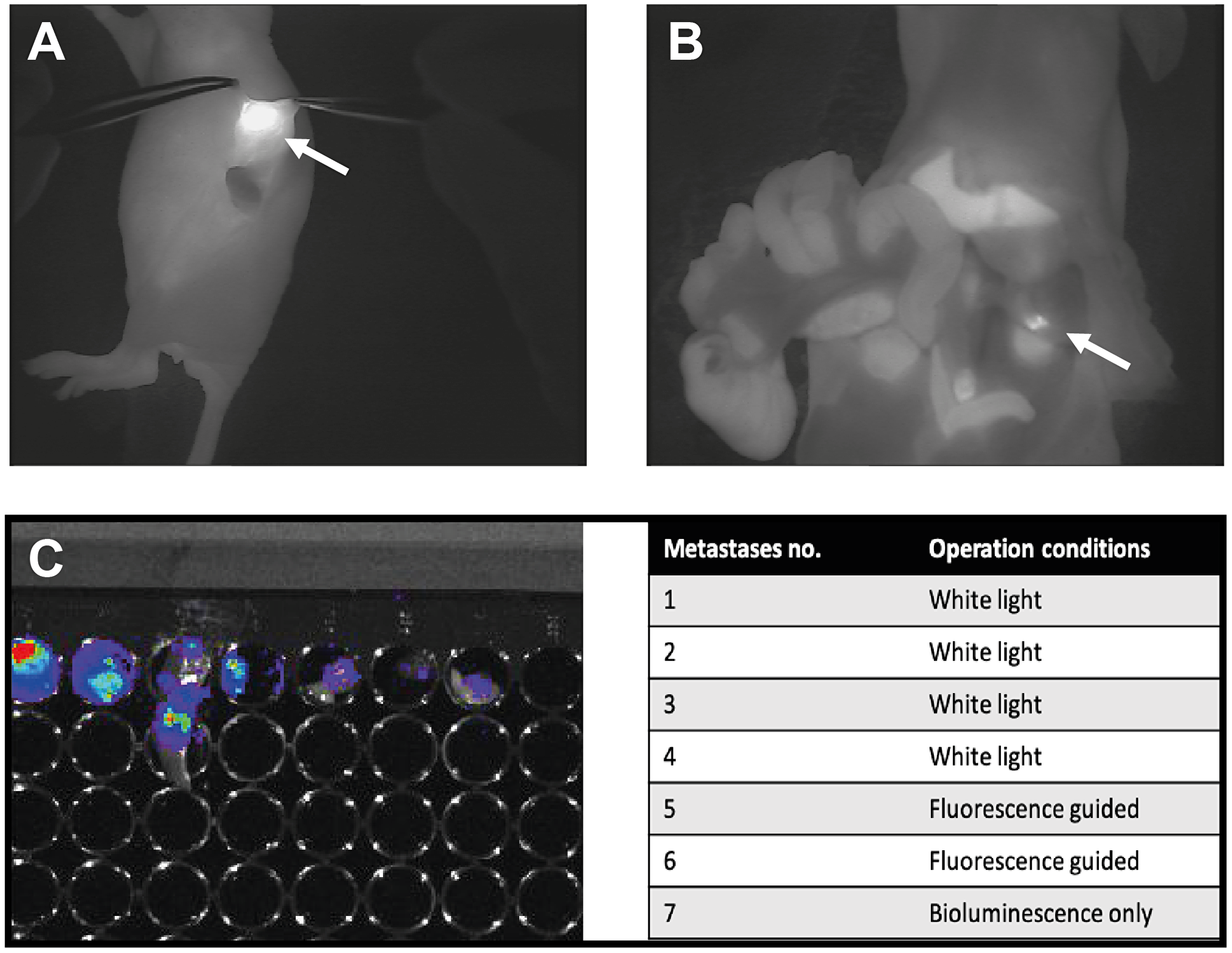 Presentation of one of the mice enrolled in the study part II where comparison of white light surgery and fluorescent guided surgery was the aim