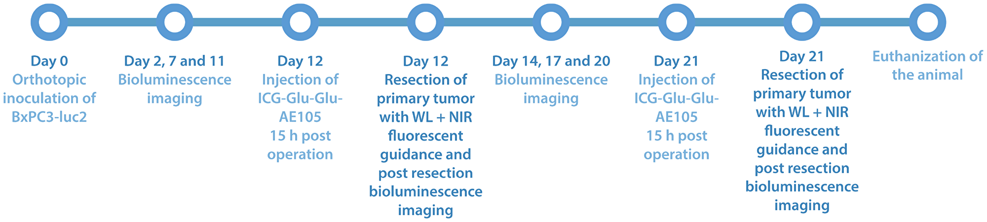 Study timeline over part II of the study, where white light surgery is compared with fluorescent guided surgery in 5 mice with ICG-Glu-Glu-AE105 was used as optical probe 15 h post iv. injection
