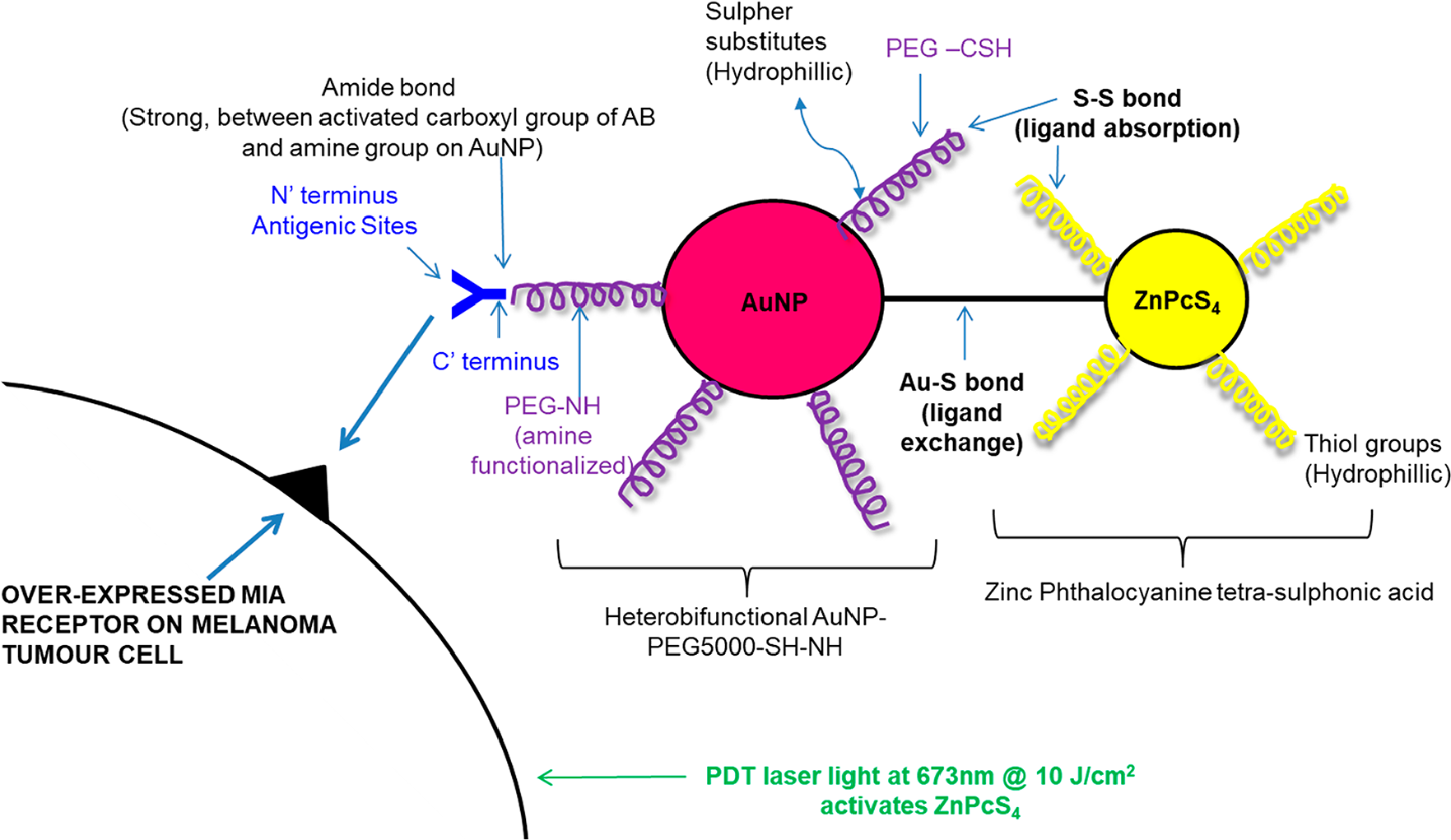 Theorized active targeted final PS molecular drug conjugate ZnPcS4 – AuNP-PEG5000-SH-NH2 – Anti-MIA Ab structure and bond formation