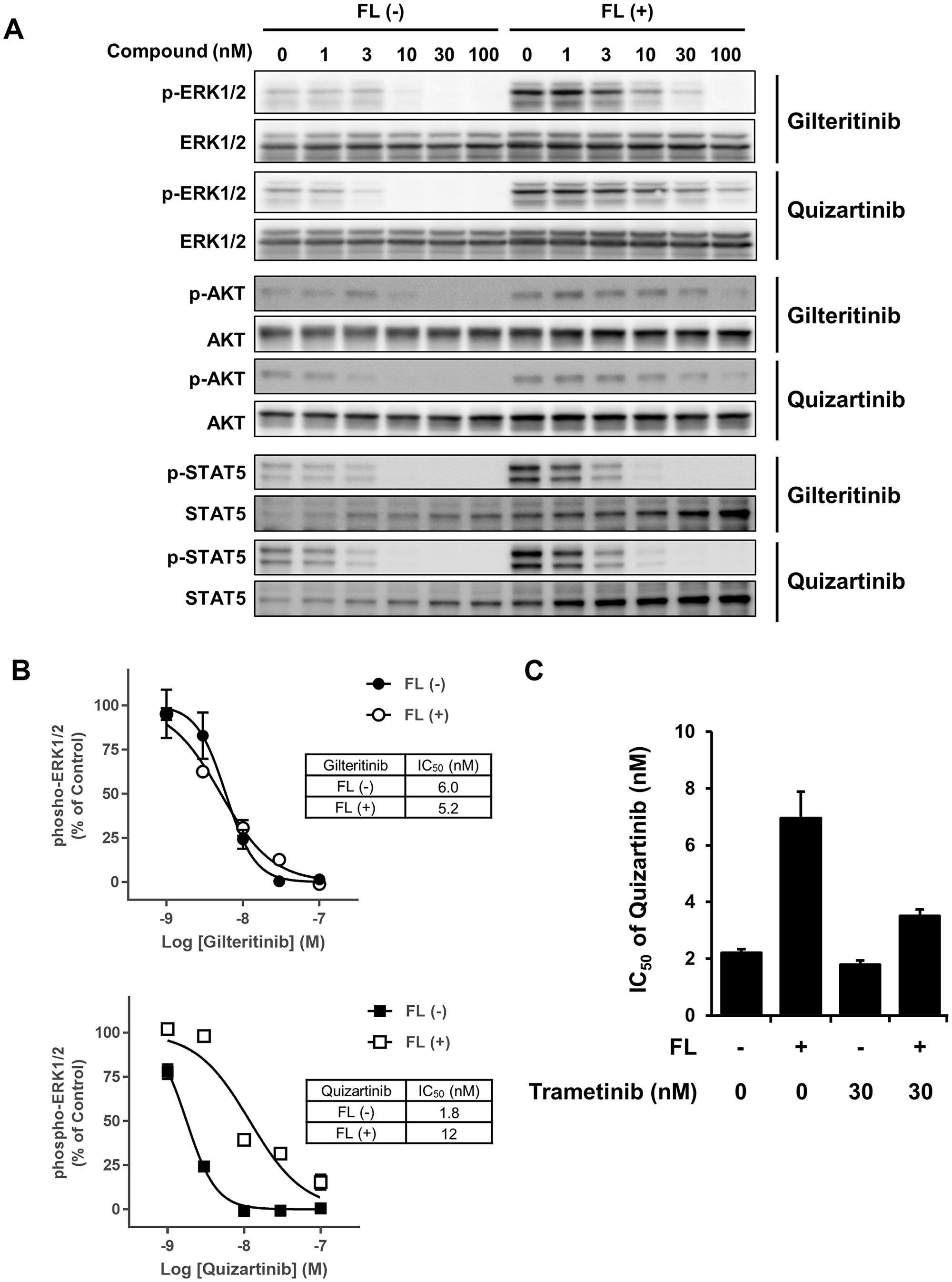 FLT3 downstream signaling analysis
